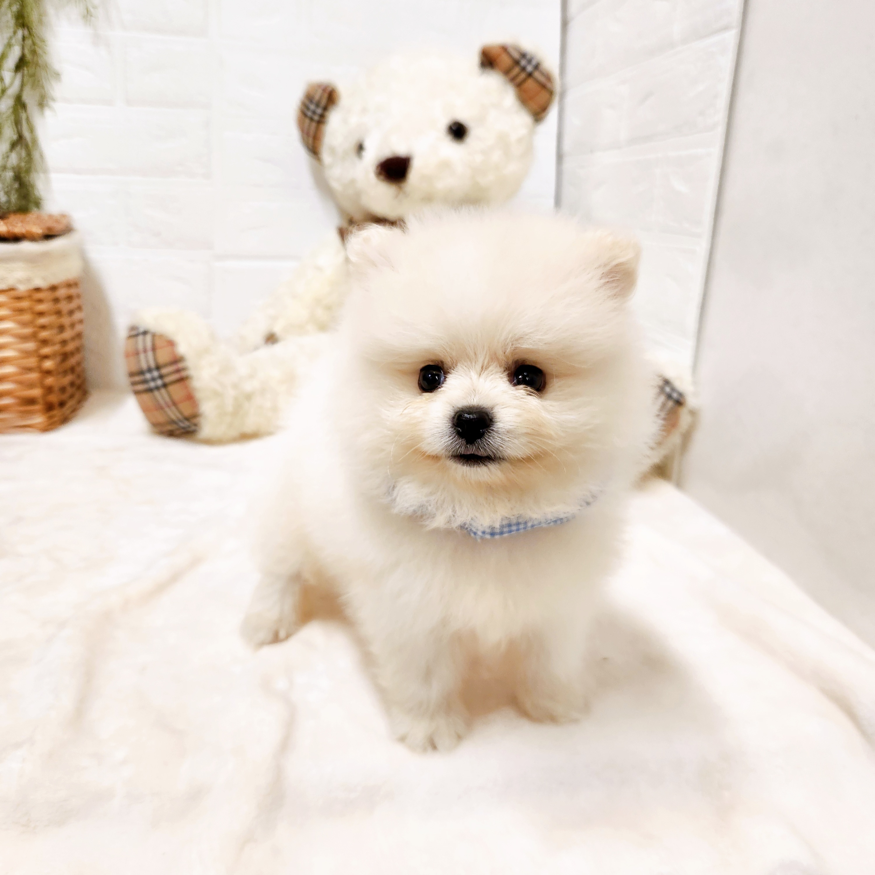 生体画像8