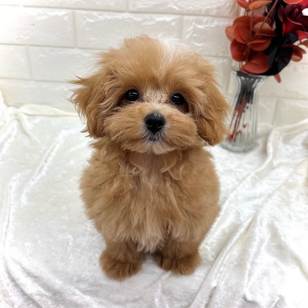 愛知県のマルプー(マルチーズ×プードル) (犬の家＆猫の里名古屋天白店/2026年7月16日生まれ/女の子/アプリコットホワイト)の子犬の1枚目の画像