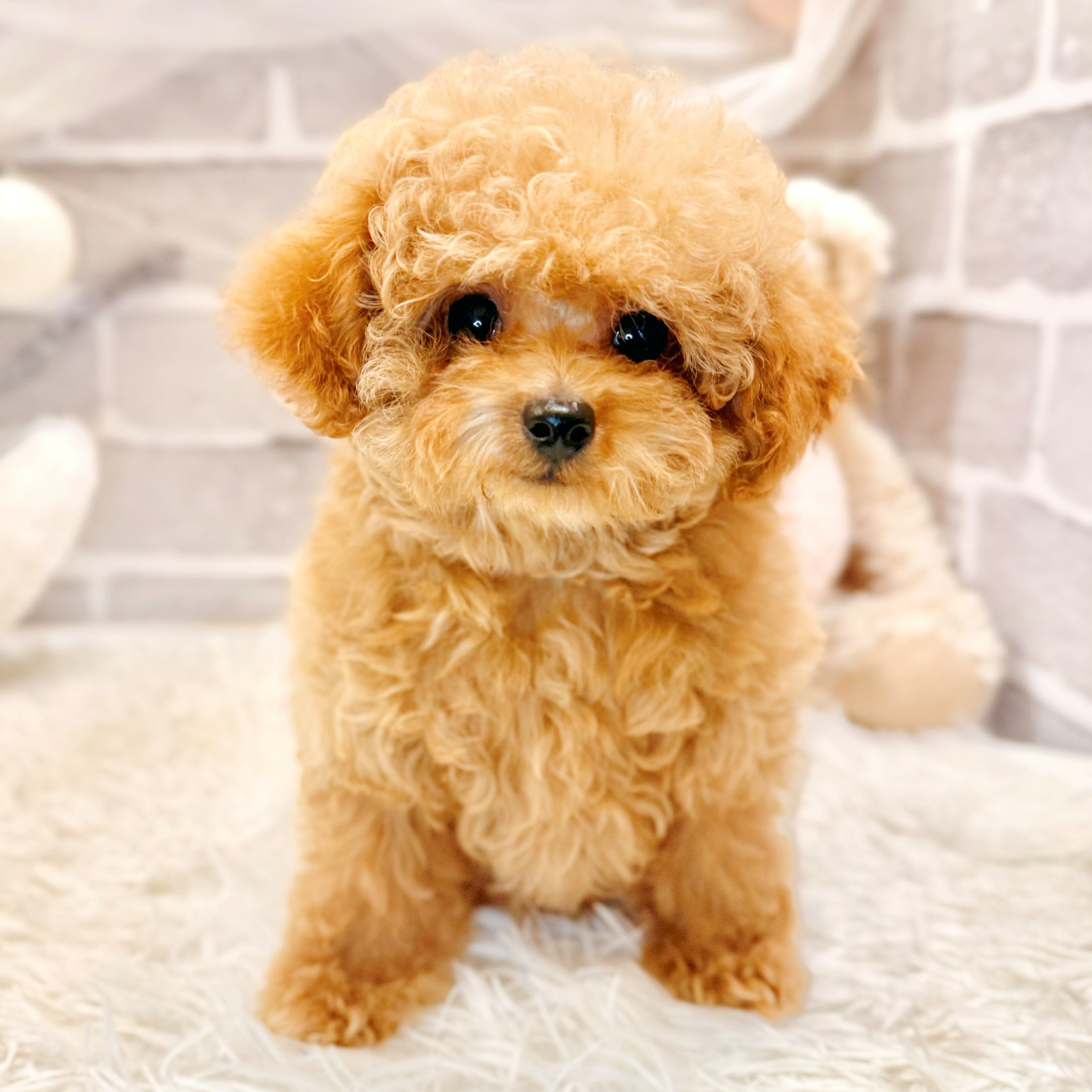 兵庫県のトイプードル(トイ) (犬の家＆猫の里神戸店/2026年7月13日生まれ/女の子/オレンジフォーン)の子犬の1枚目の画像