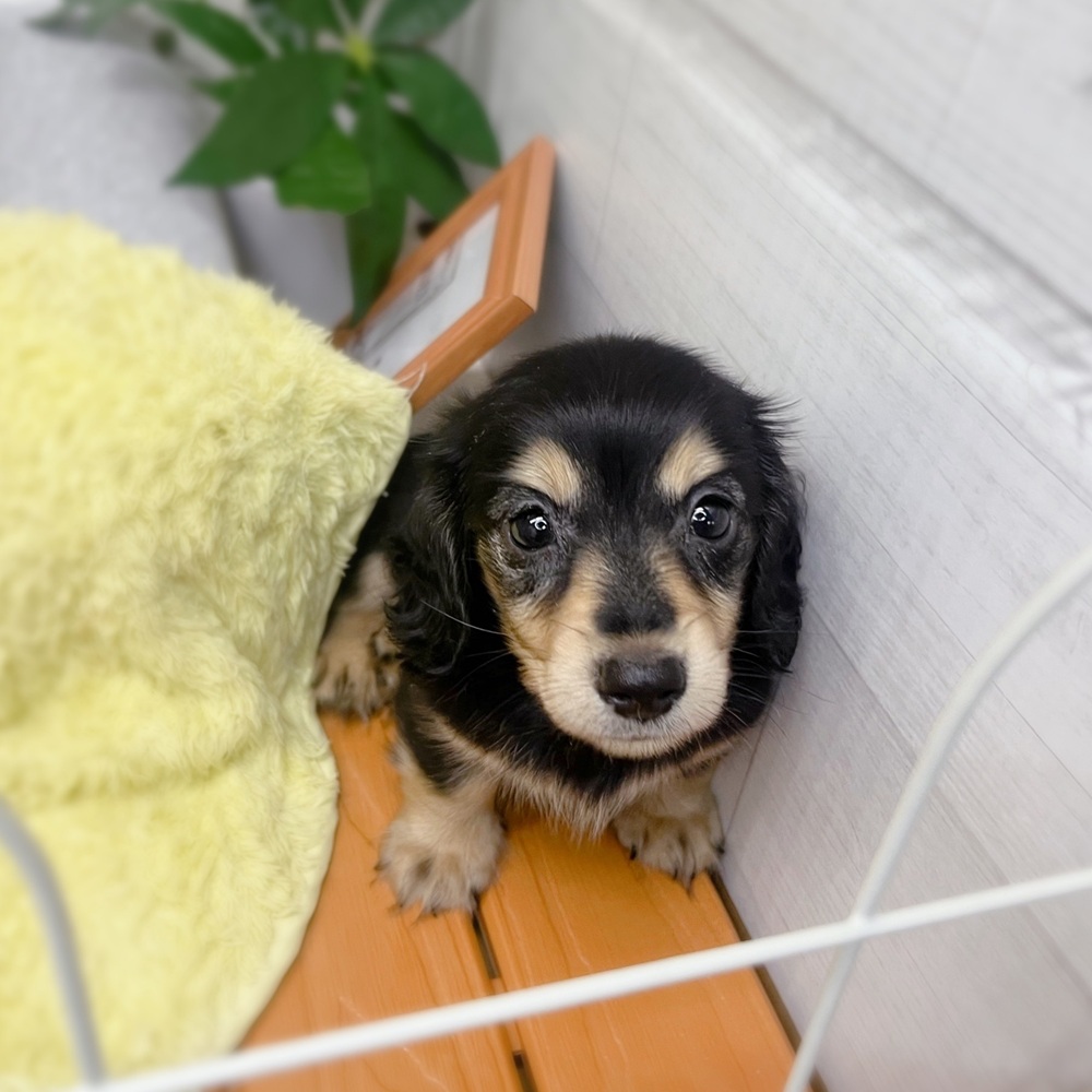 長野県のミニチュアダックスフンド(ロング) (犬の家＆猫の里塩尻店/2026年7月20日生まれ/男の子/ブラックイエロー)の子犬の1枚目の画像