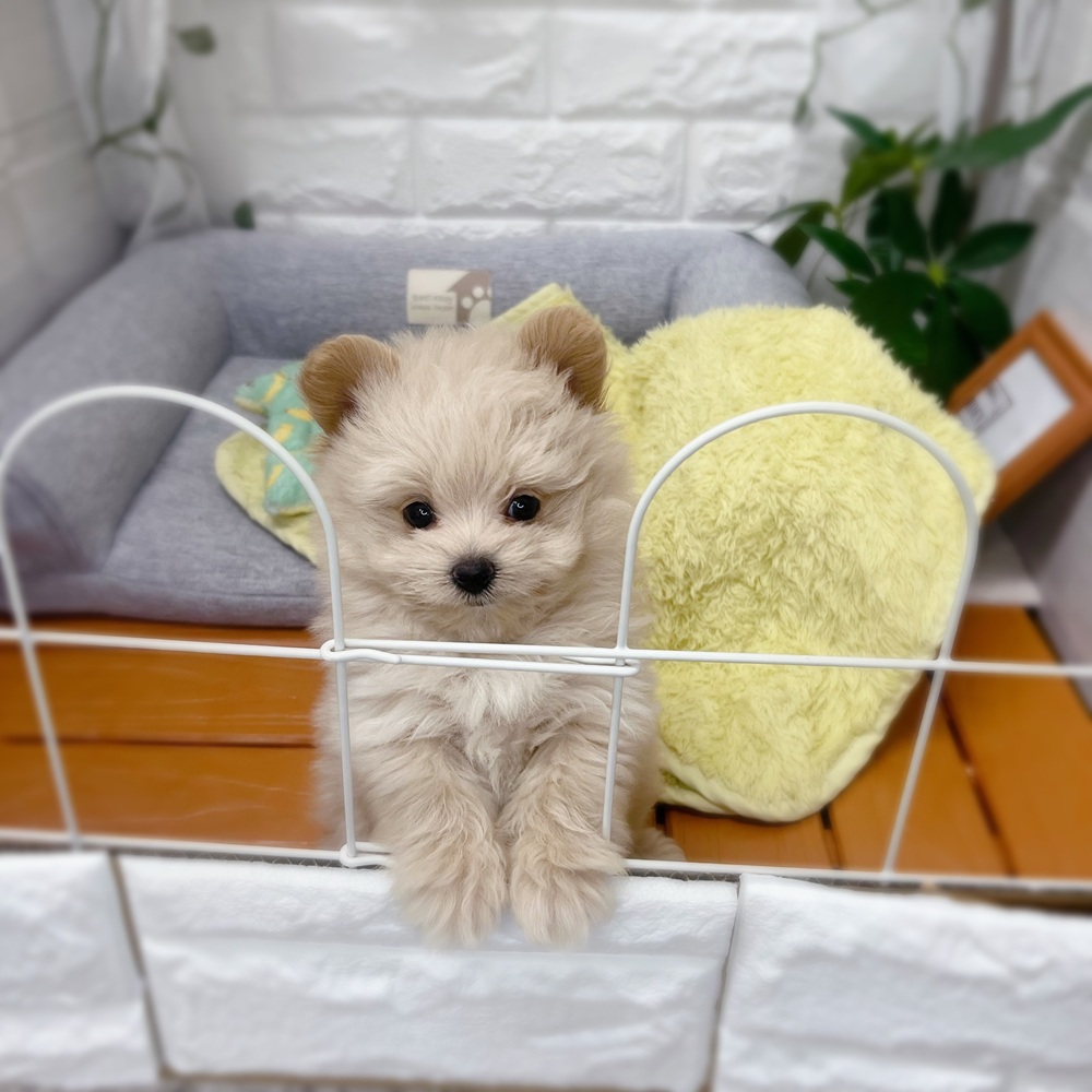 長野県のポメプー(ポメラニアン×プードル) (犬の家＆猫の里塩尻店/2026年7月20日生まれ/女の子/クリーム)の子犬の1枚目の画像