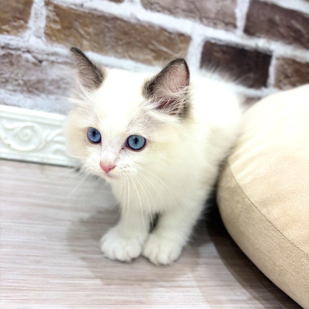 三重県のラグドール (犬の家＆猫の里三重桑名店/2026年7月25日生まれ/男の子/シールポイントバイカラー)の子猫