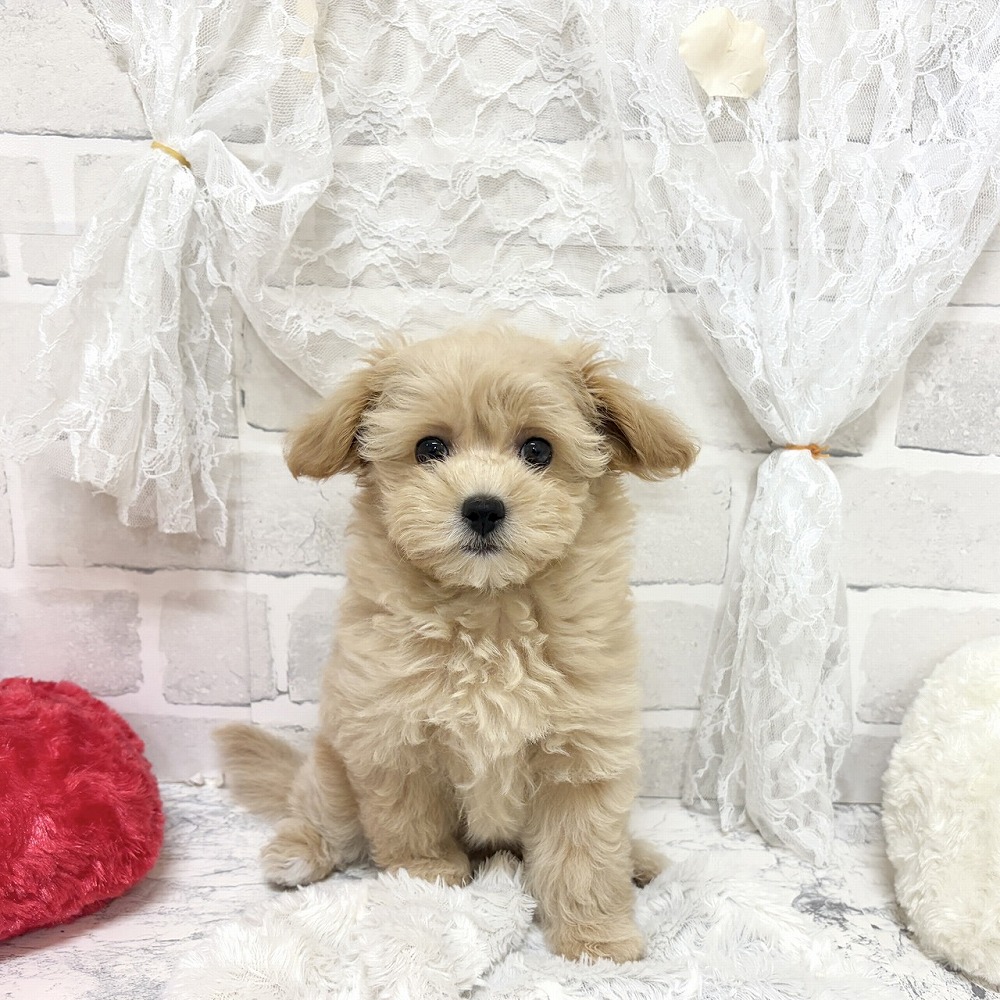 京都府のマルプー(マルチーズ×プードル) (犬の家＆猫の里京都精華店/2026年7月24日生まれ/女の子/クリームホワイト)の子犬の1枚目の画像