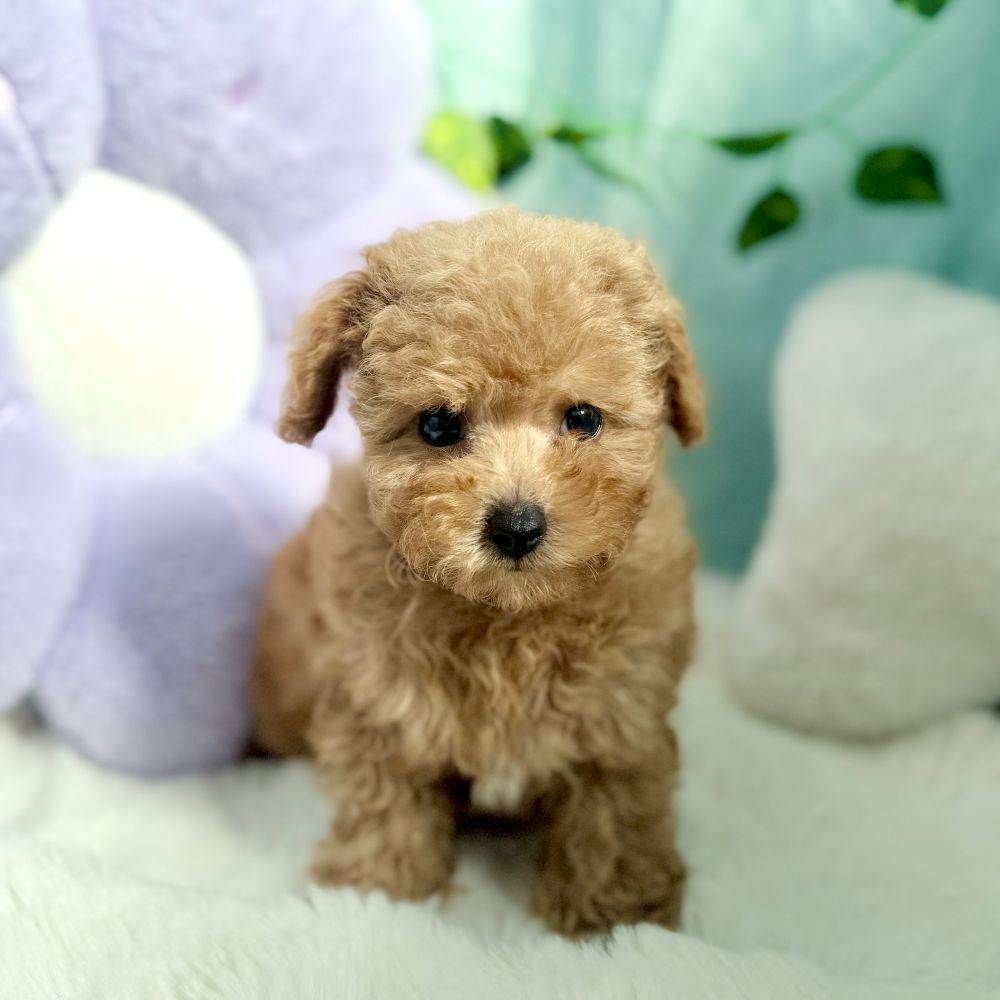 愛知県のトイプードル(ティーカップ) (犬の家＆猫の里愛知刈谷店/2026年7月28日生まれ/男の子/レッドフォーン)の子犬の1枚目の画像