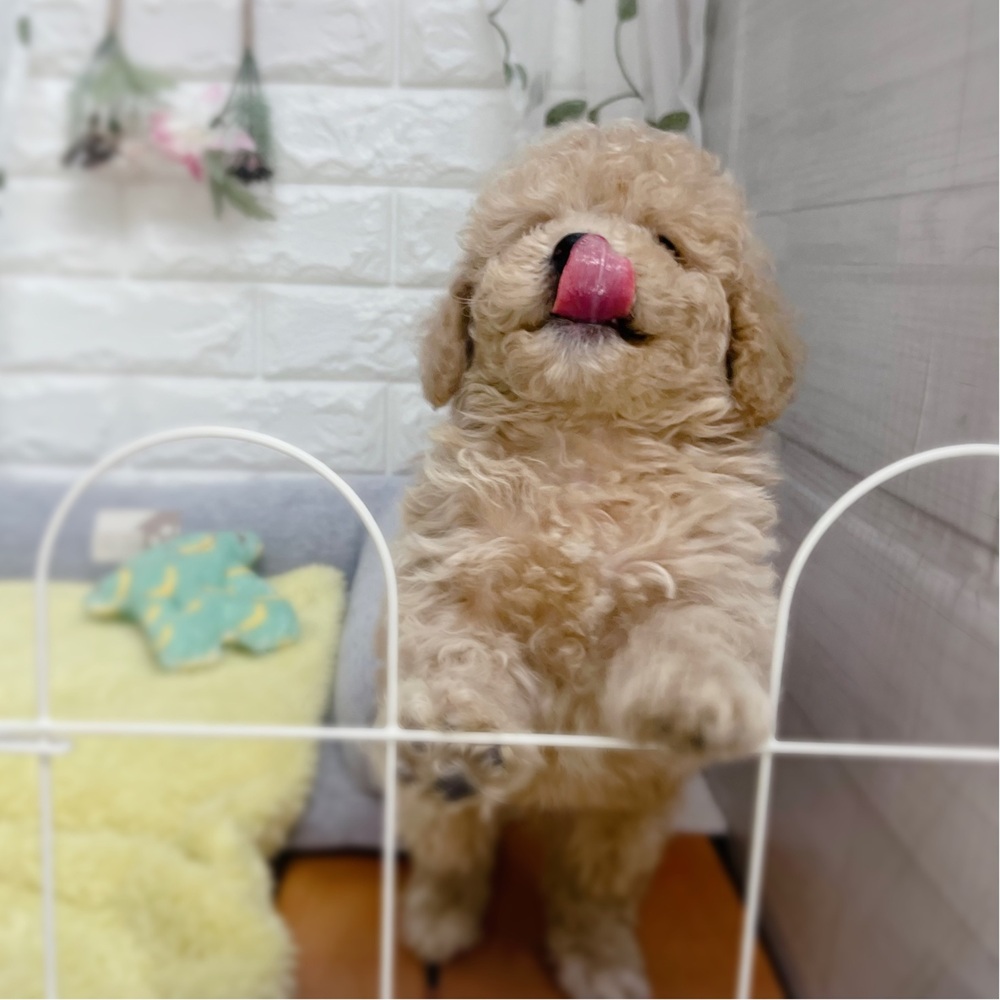 生体画像８