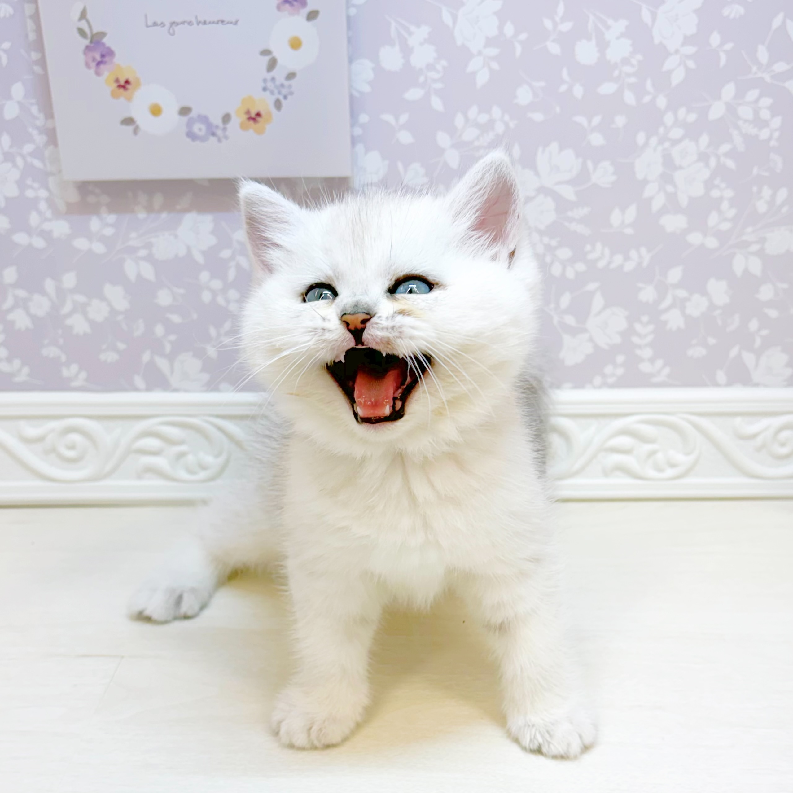 生体画像８