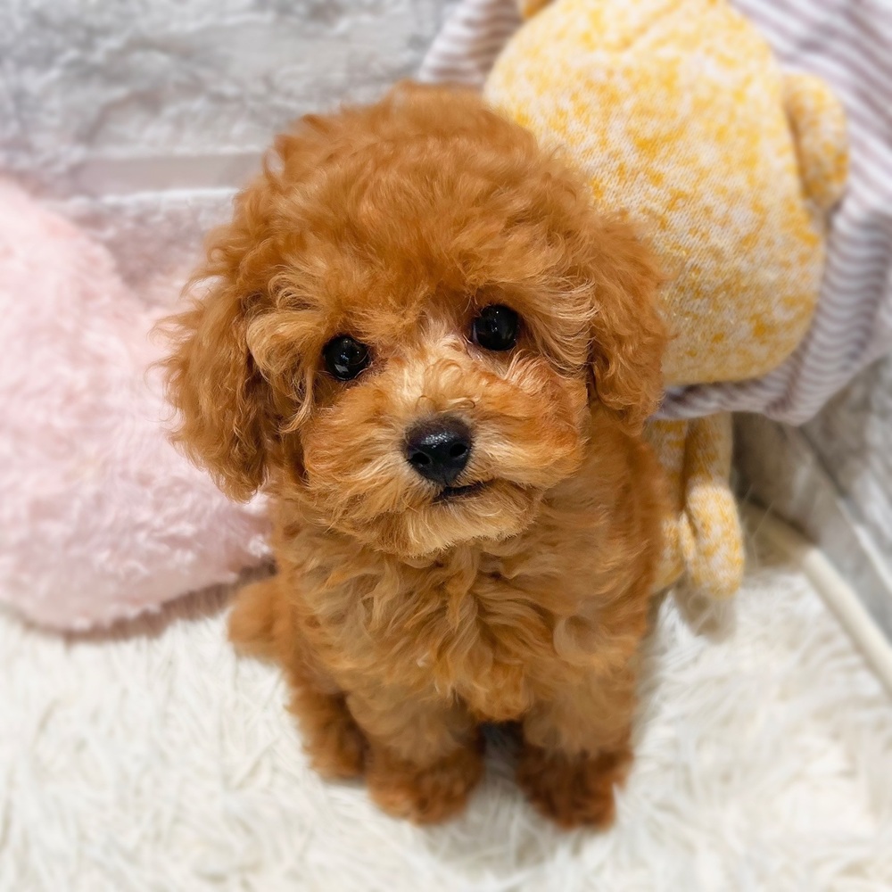 愛知県のトイプードル(トイ) (犬の家＆猫の里MiO香久山店/2026年8月5日生まれ/男の子/オレンジフォーン)の子犬の1枚目の画像
