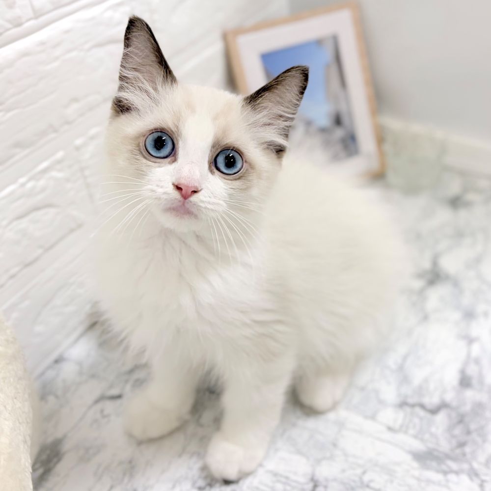 愛知県のラグドール (犬の家＆猫の里豊田店/2026年8月5日生まれ/男の子/シールポイントバイカラー)の子猫の1枚目の画像