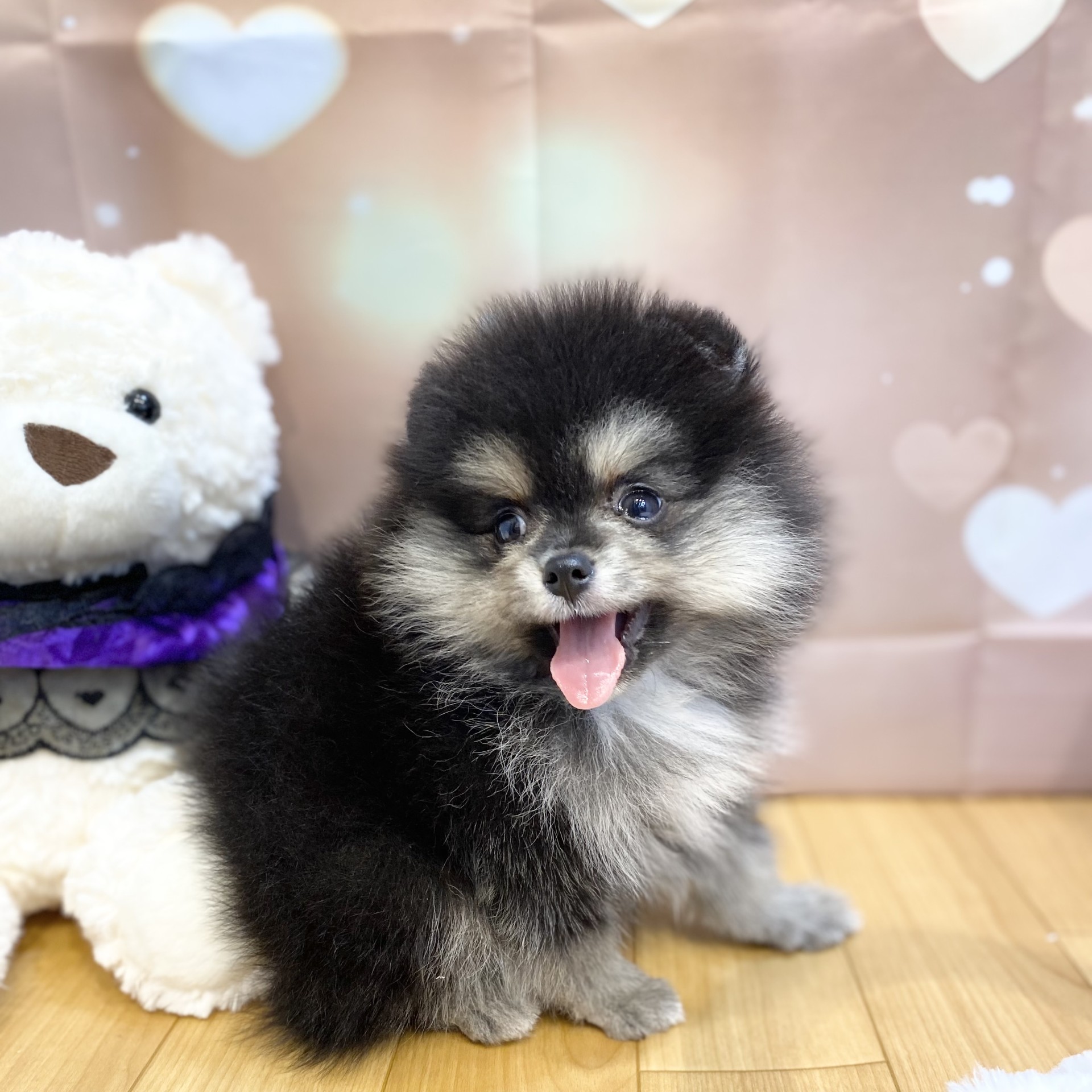 長野県のポメラニアン (犬の家＆猫の里カインズ梓川店/2026年8月6日生まれ/女の子/ブラックタンホワイト)の子犬の1枚目の画像