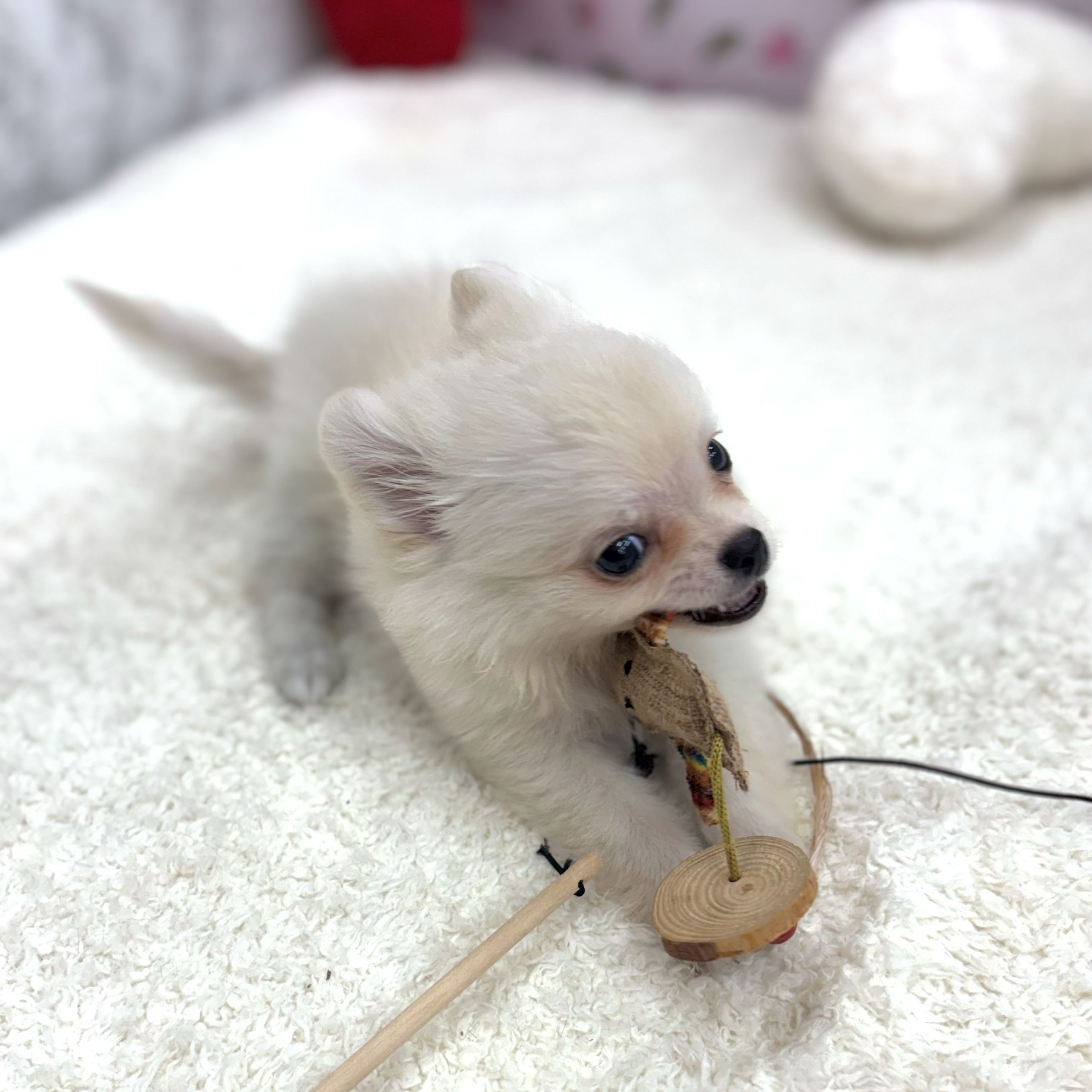 生体画像８