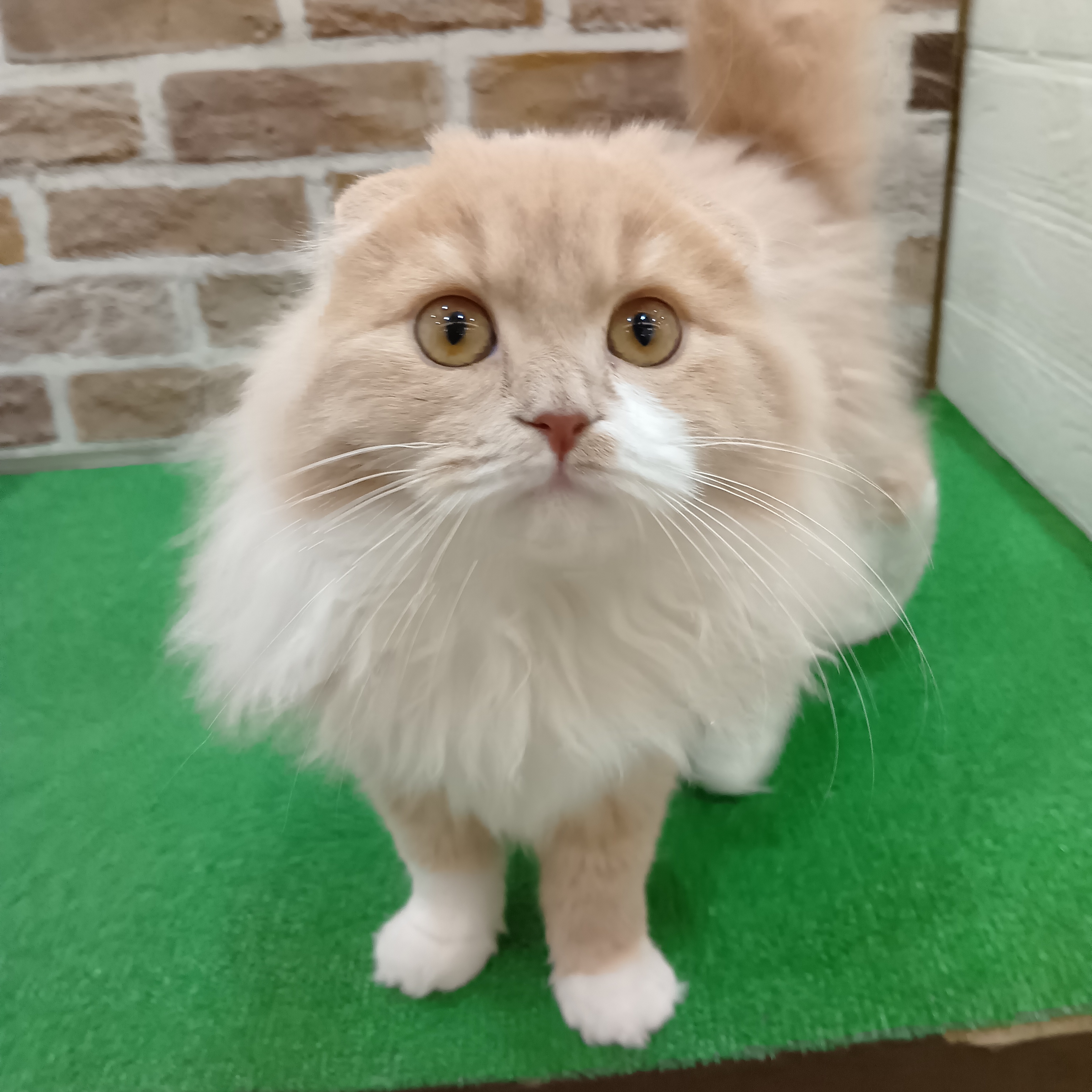 スコティッシュフォールド男の子の写真
