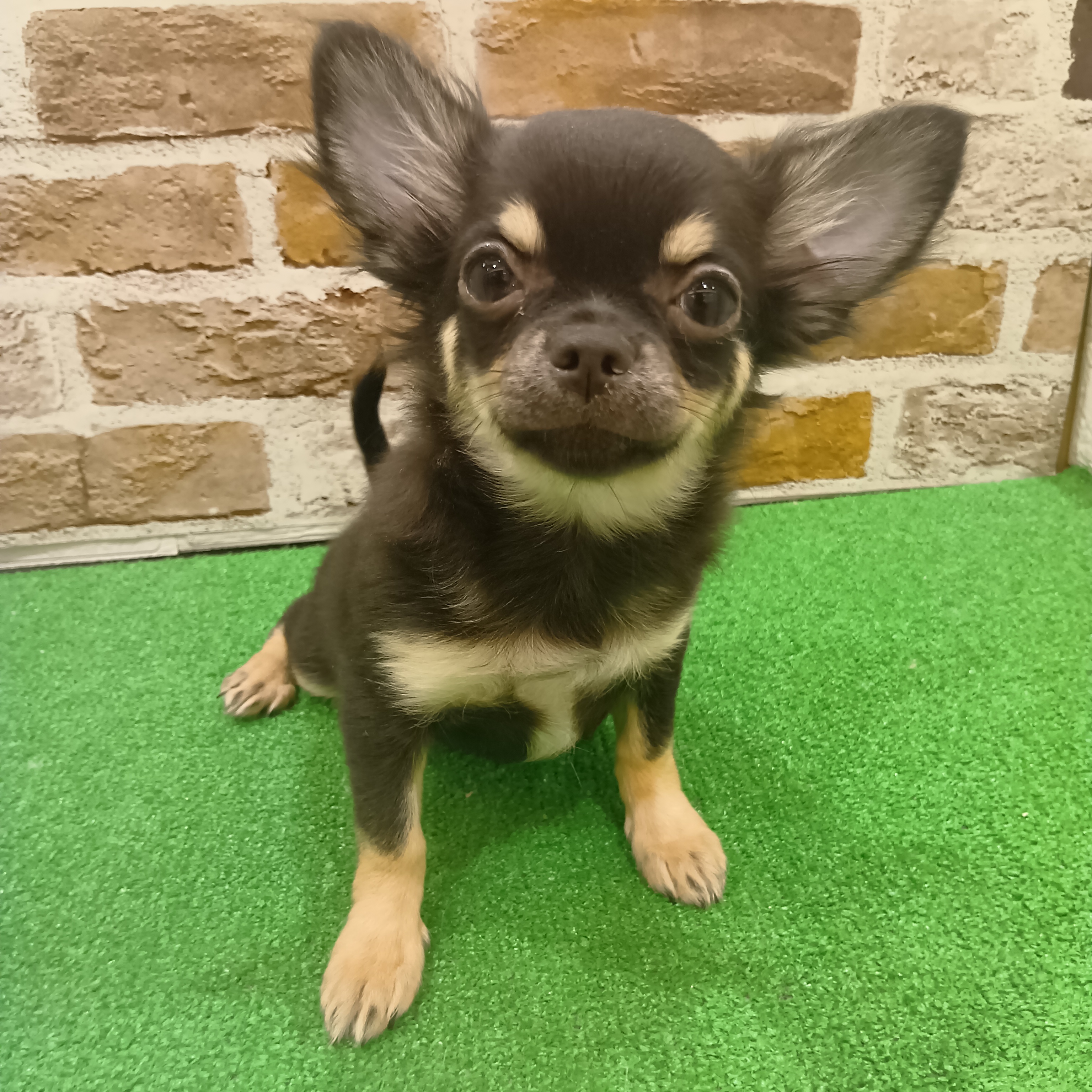 チワワ（ロング）女の子の写真