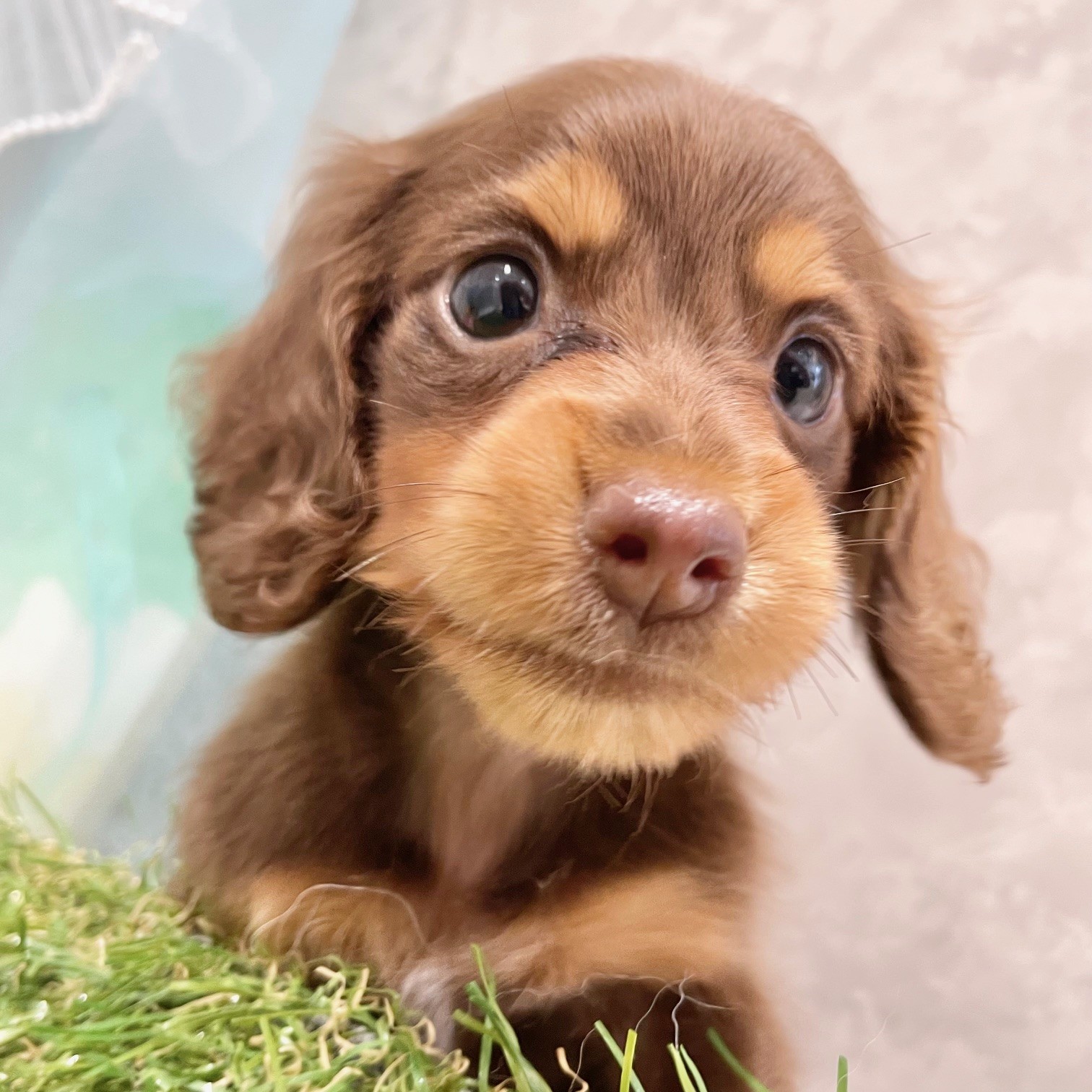 福岡県のミニチュアダックスフンド(ロング) (犬の家＆猫の里くりえいと宗像店/2026年6月13日生まれ/女の子/チョコレートタン)の子犬の1枚目の画像