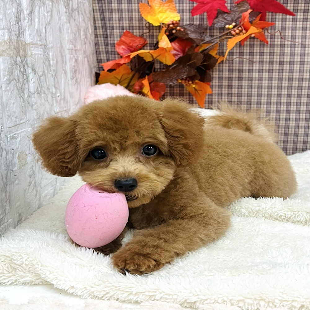 2025年7月2日生まれのトイプードル(トイ)の8枚目の写真