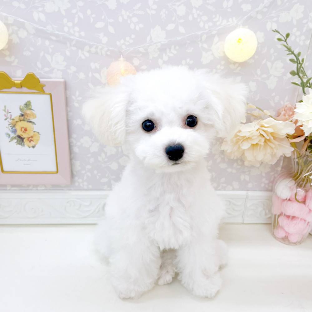 富山県のビションフリーゼ (犬の家＆猫の里富山店/2026年3月1日生まれ/女の子/ホワイト)の子犬の1枚目の画像