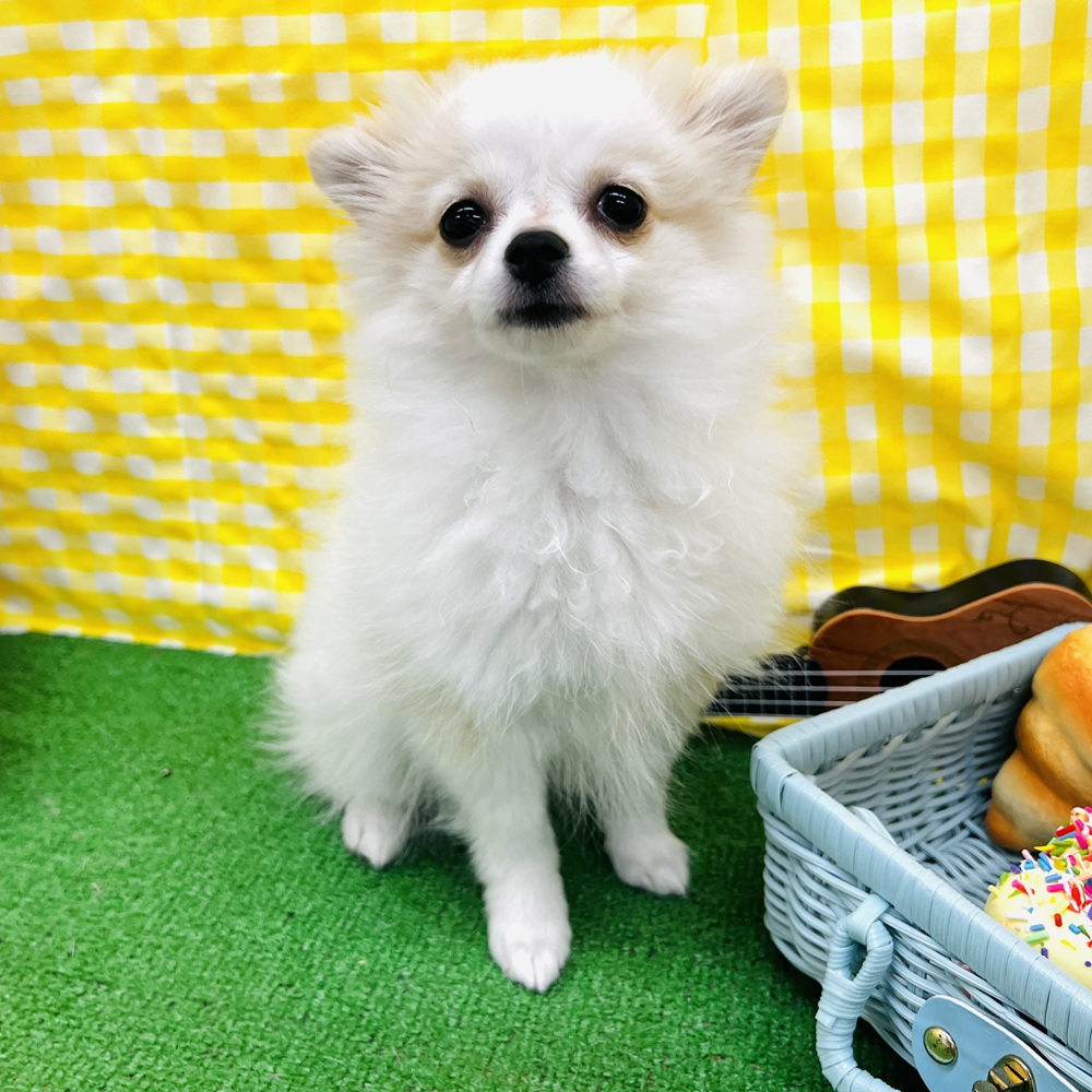 愛知県のポメチワ/チワポメ/ポメチー(ポメラニアン×チワワ) (犬の家＆猫の里名古屋天白店/2026年1月31日生まれ/女の子/ホワイトクリーム)の子犬の1枚目の画像