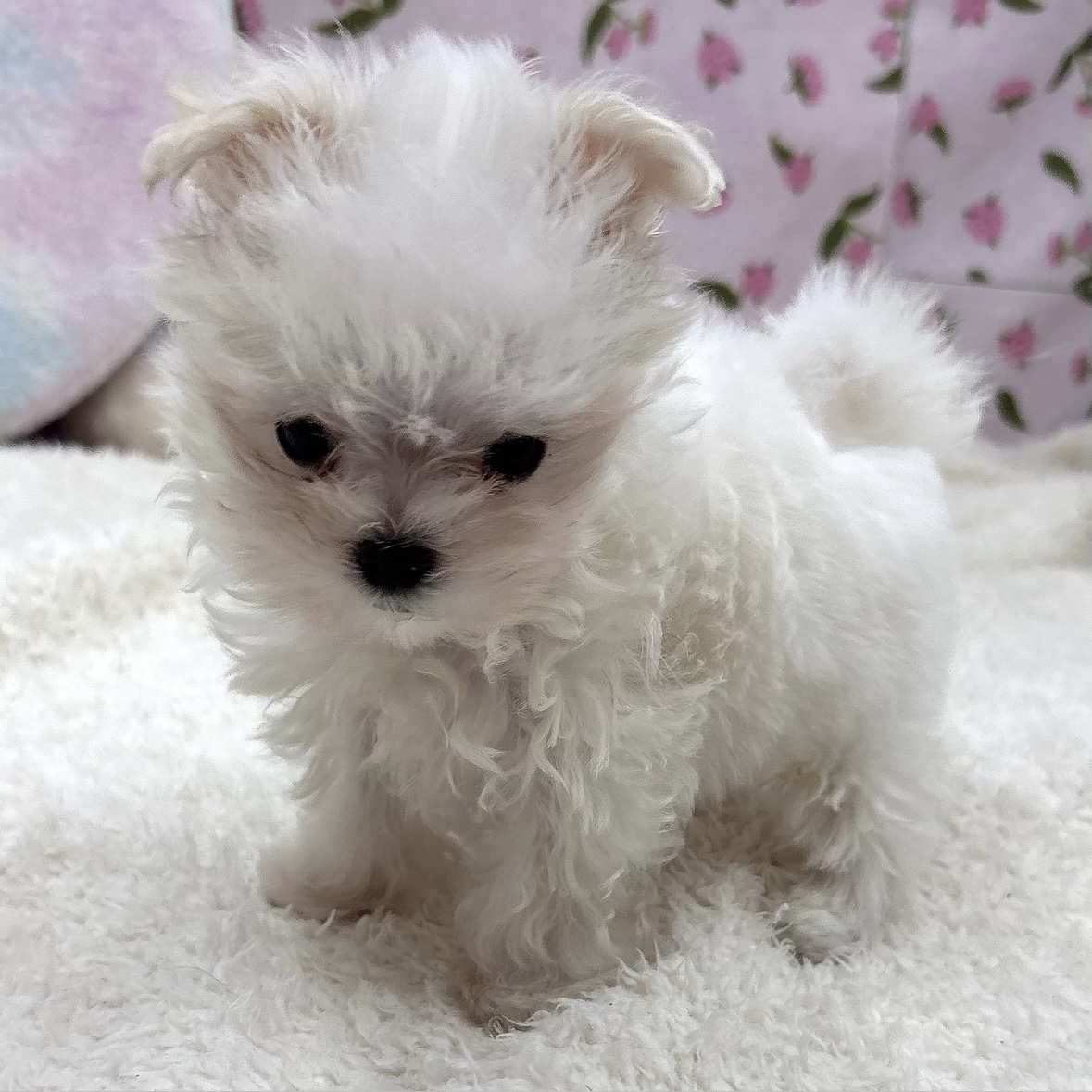 生体画像８