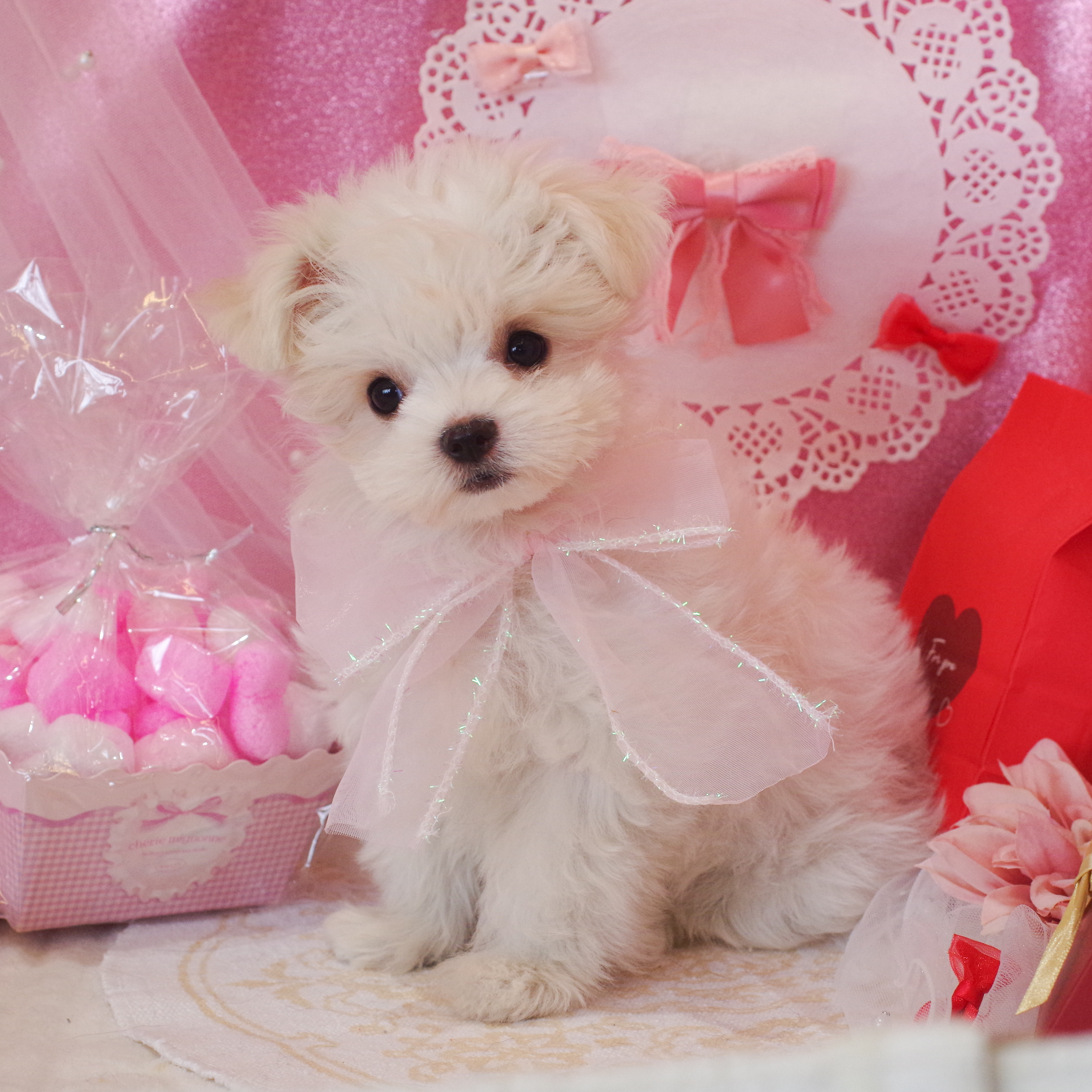 静岡県のチワマル/マルチワ(チワワ×マルチーズ) (犬の家＆猫の里富士店/2025年12月23日生まれ/女の子/ホワイトクリーム)の子犬の1枚目の画像