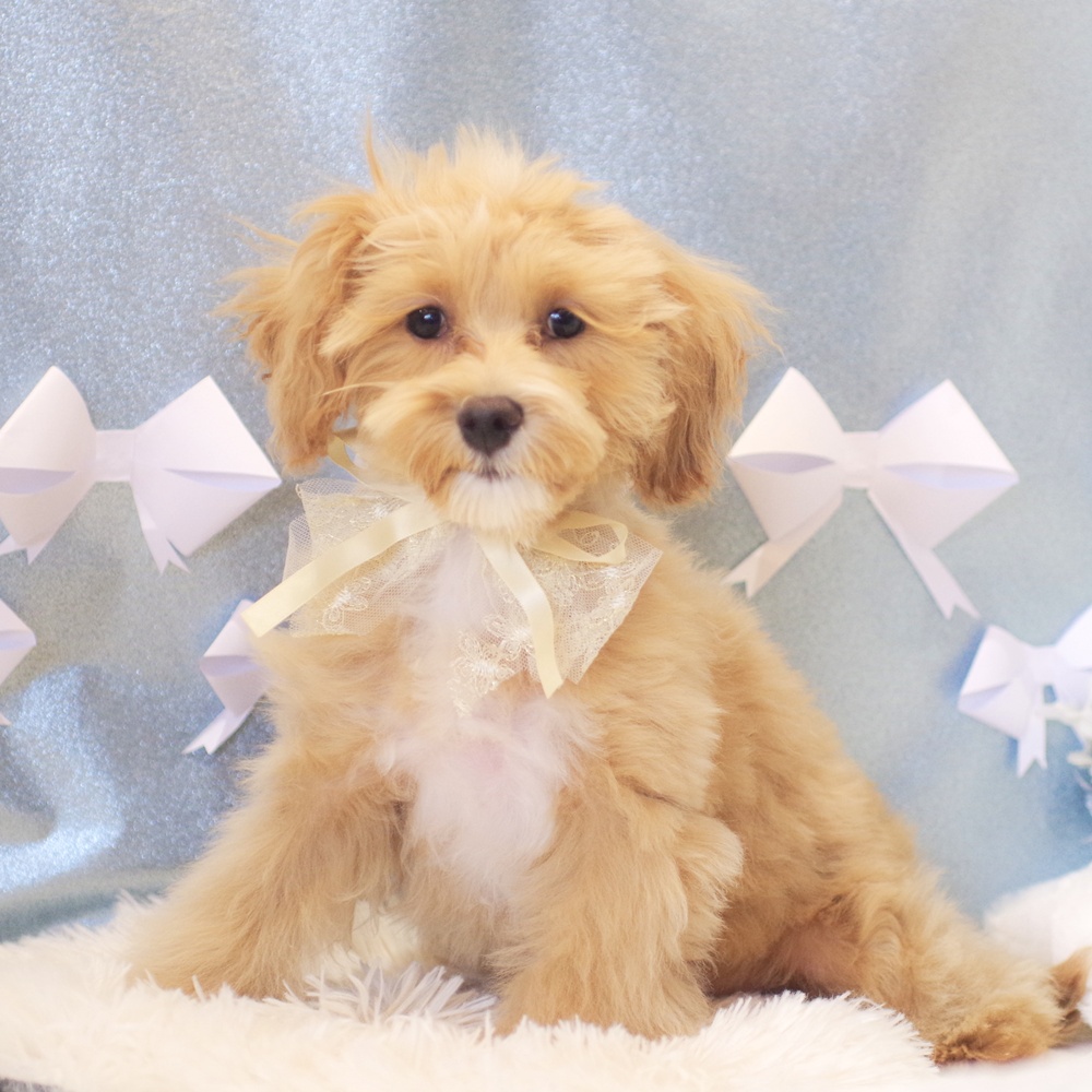 静岡県のマルプー(マルチーズ×プードル) (犬の家＆猫の里富士店/2025年10月26日生まれ/女の子/クリーム)の子犬の1枚目の画像