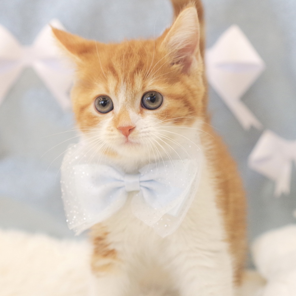 静岡県のマンチカン (犬の家＆猫の里富士店/2026年1月9日生まれ/男の子/レッドタビーホワイト)の子猫の1枚目の画像