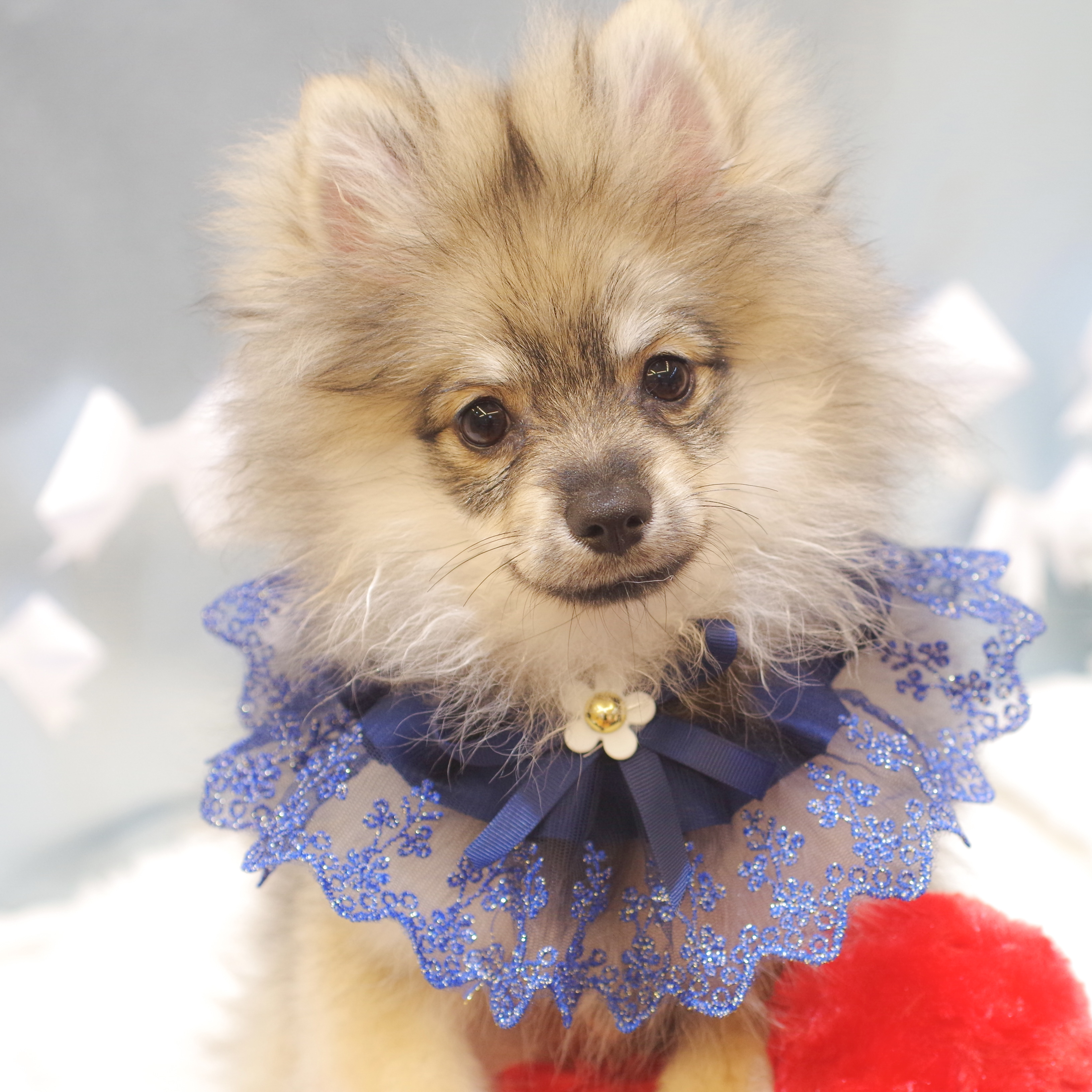 静岡県のポメラニアン (犬の家＆猫の里富士店/2025年11月23日生まれ/男の子/ウルフセーブル)の子犬の1枚目の画像