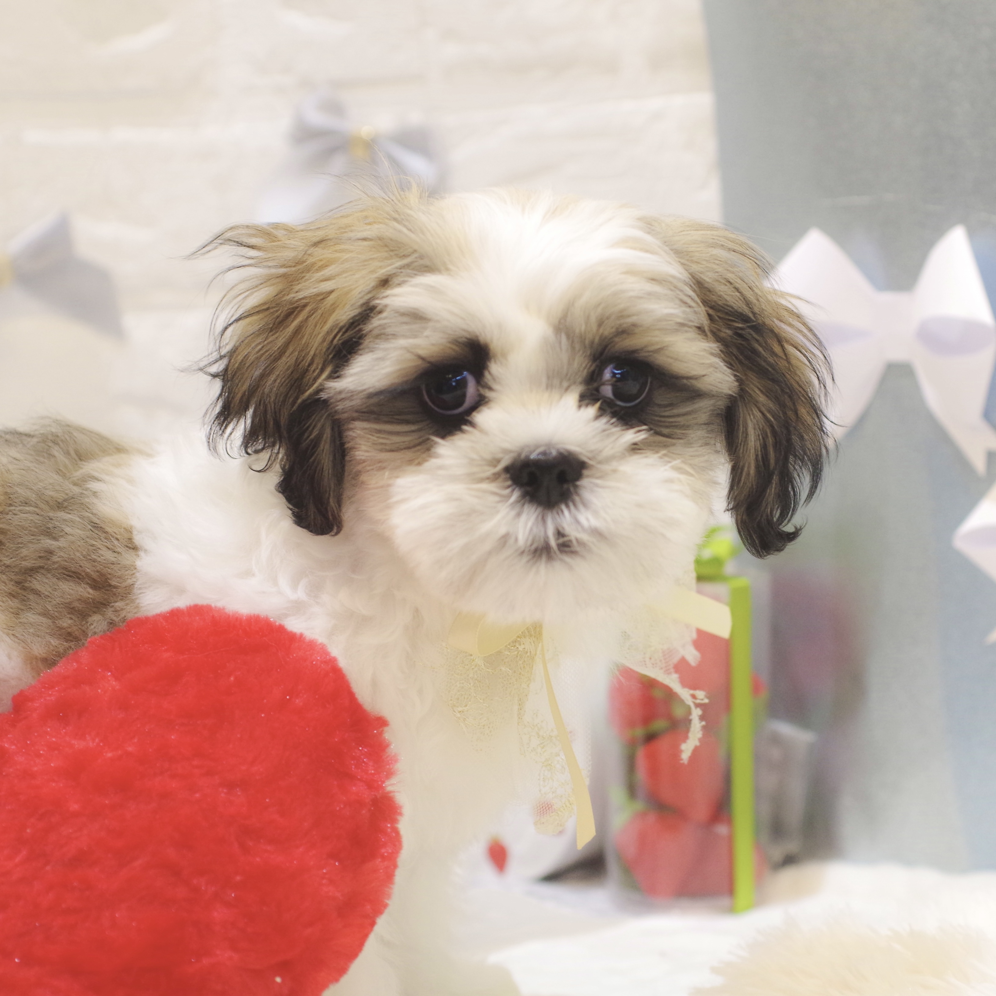 ハーフ犬男の子の写真