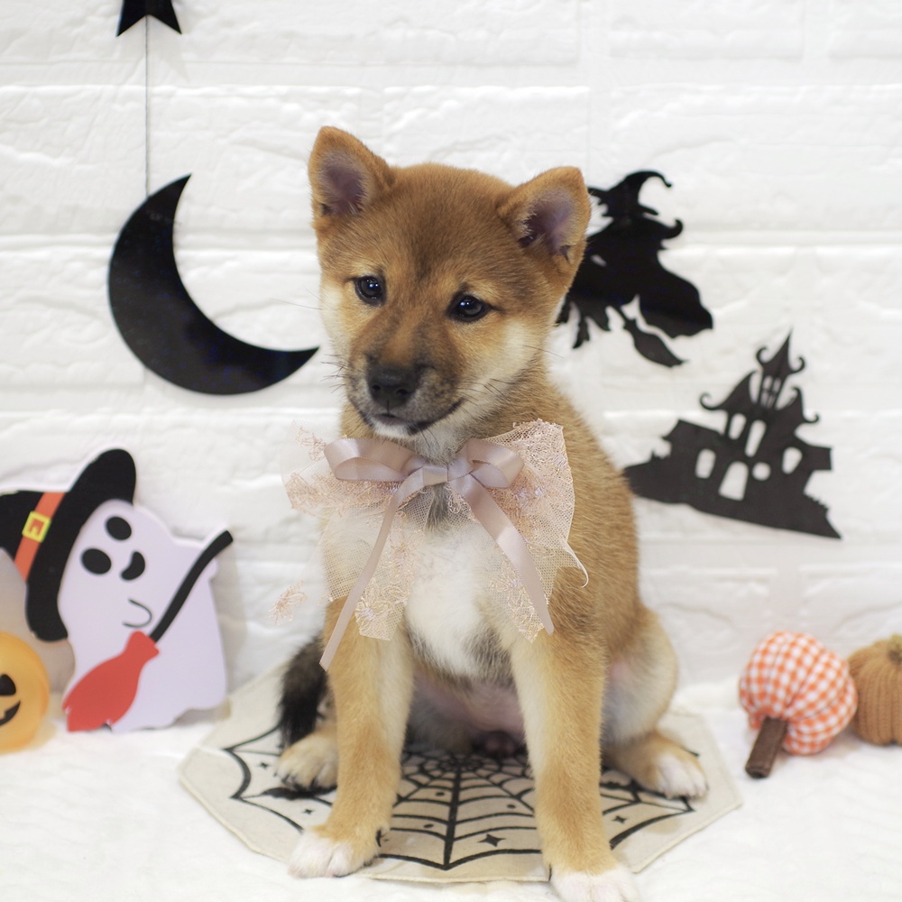 静岡県の豆柴 (犬の家＆猫の里富士店/2025年7月15日生まれ/女の子/赤)の子犬の1枚目の画像