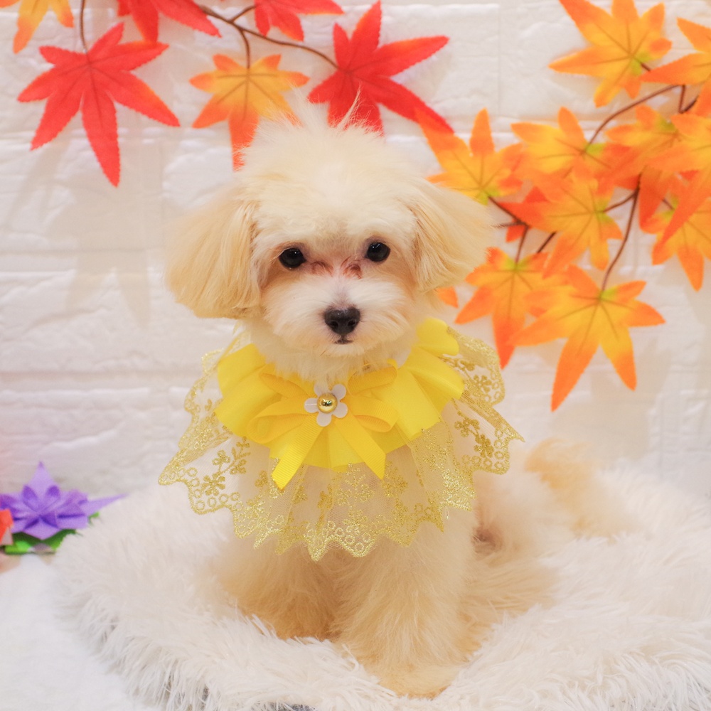 静岡県のマルプー(マルチーズ×プードル) (犬の家＆猫の里富士店/2025年7月21日生まれ/男の子/クリームホワイト)の子犬の1枚目の画像