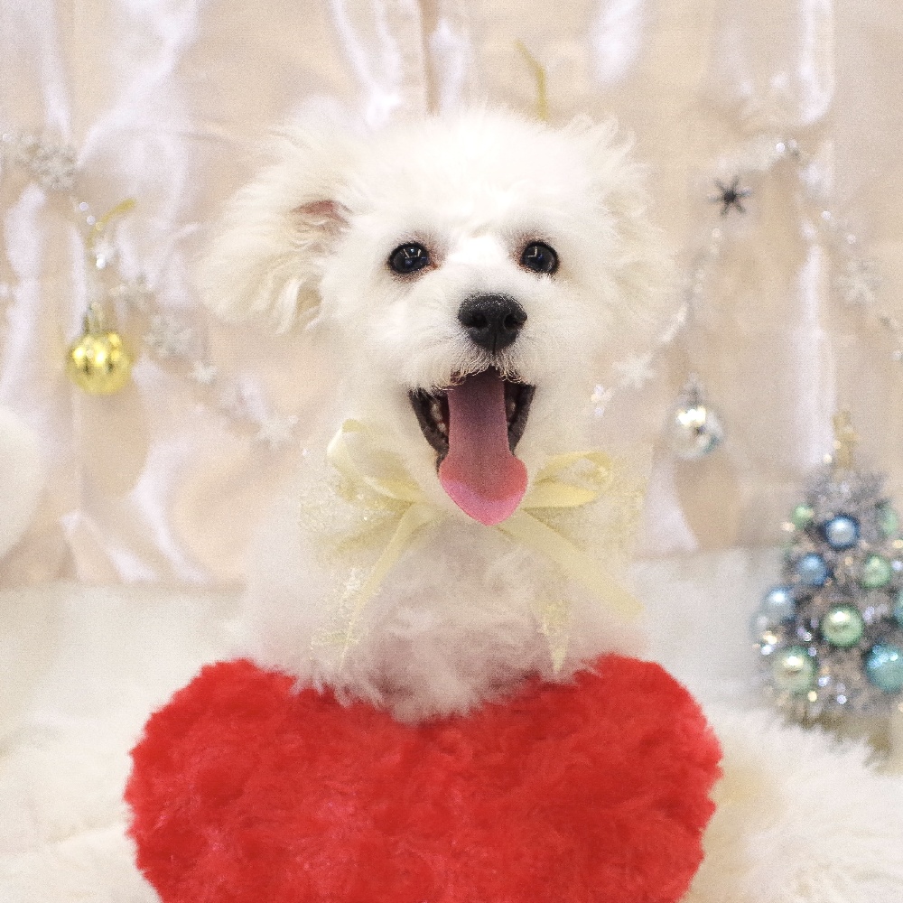 ビションフリーゼ男の子の写真