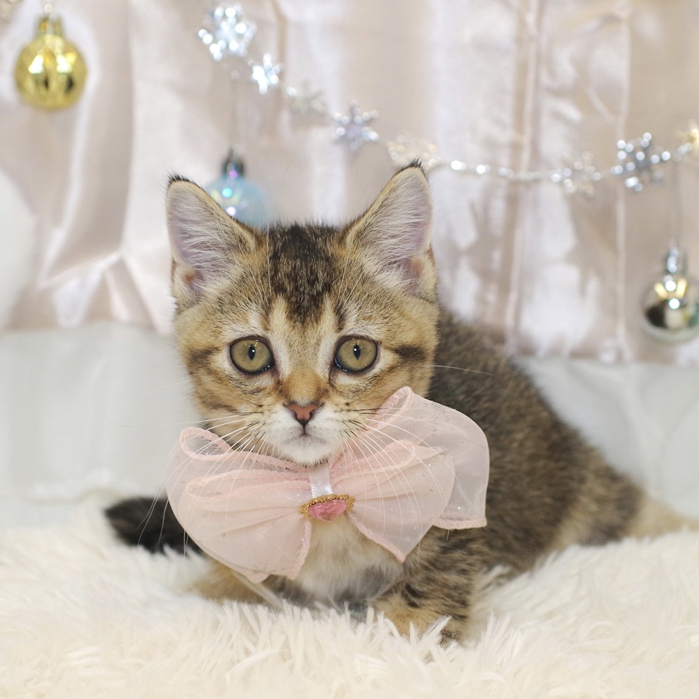 マンチカン女の子の写真