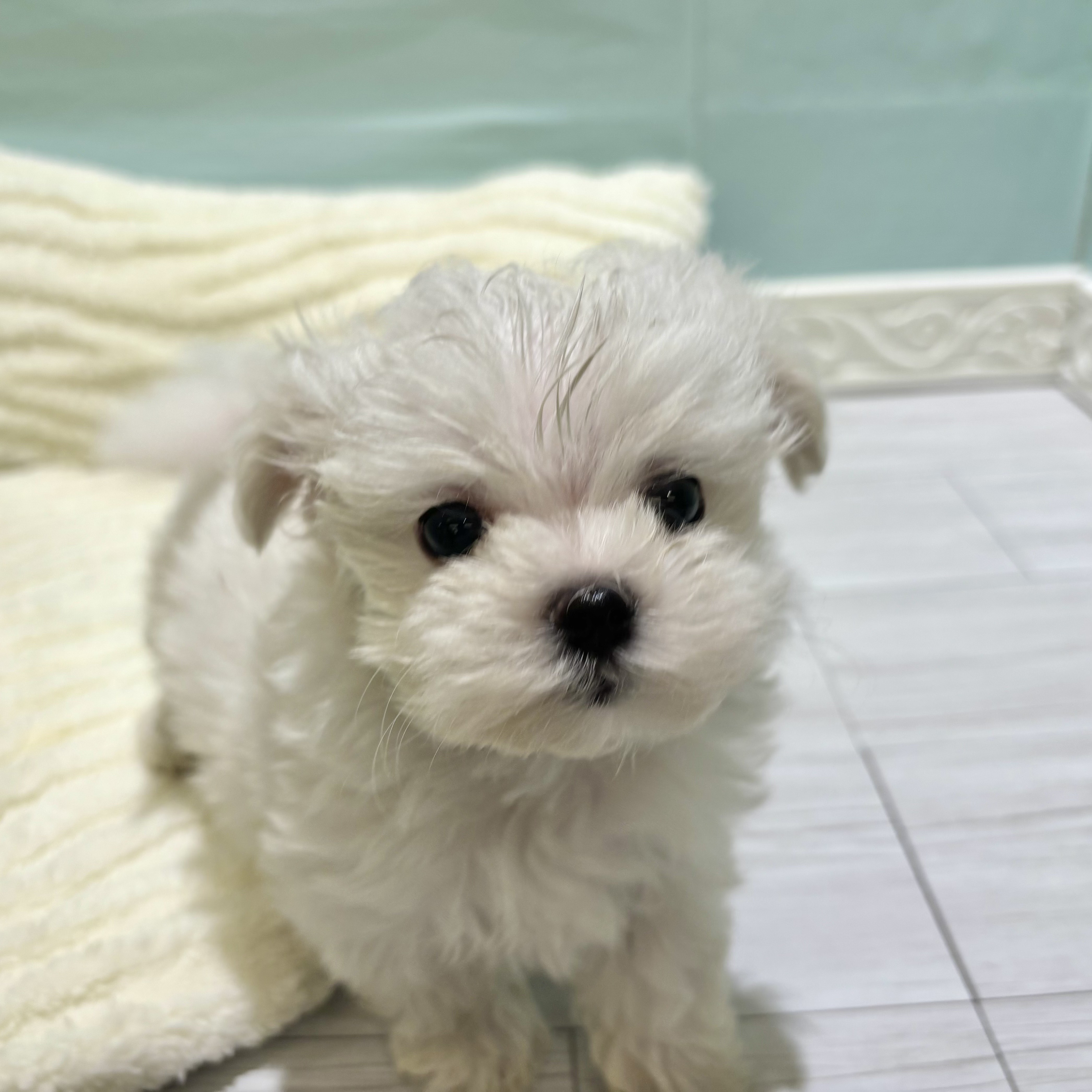 マルチーズ女の子の写真