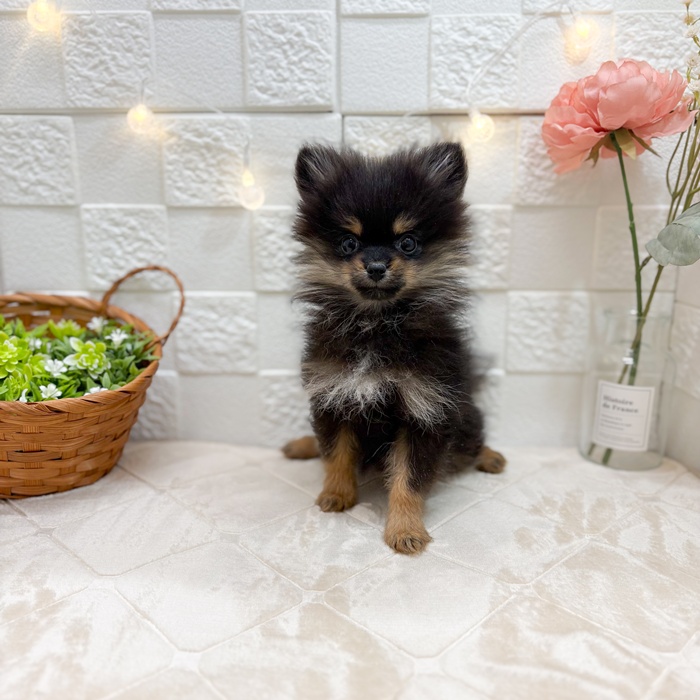 東京都のポメラニアン (犬の家＆猫の里ペットフォレスト小平店/2025年12月3日生まれ/女の子/ブラックタン)の子犬の1枚目の画像