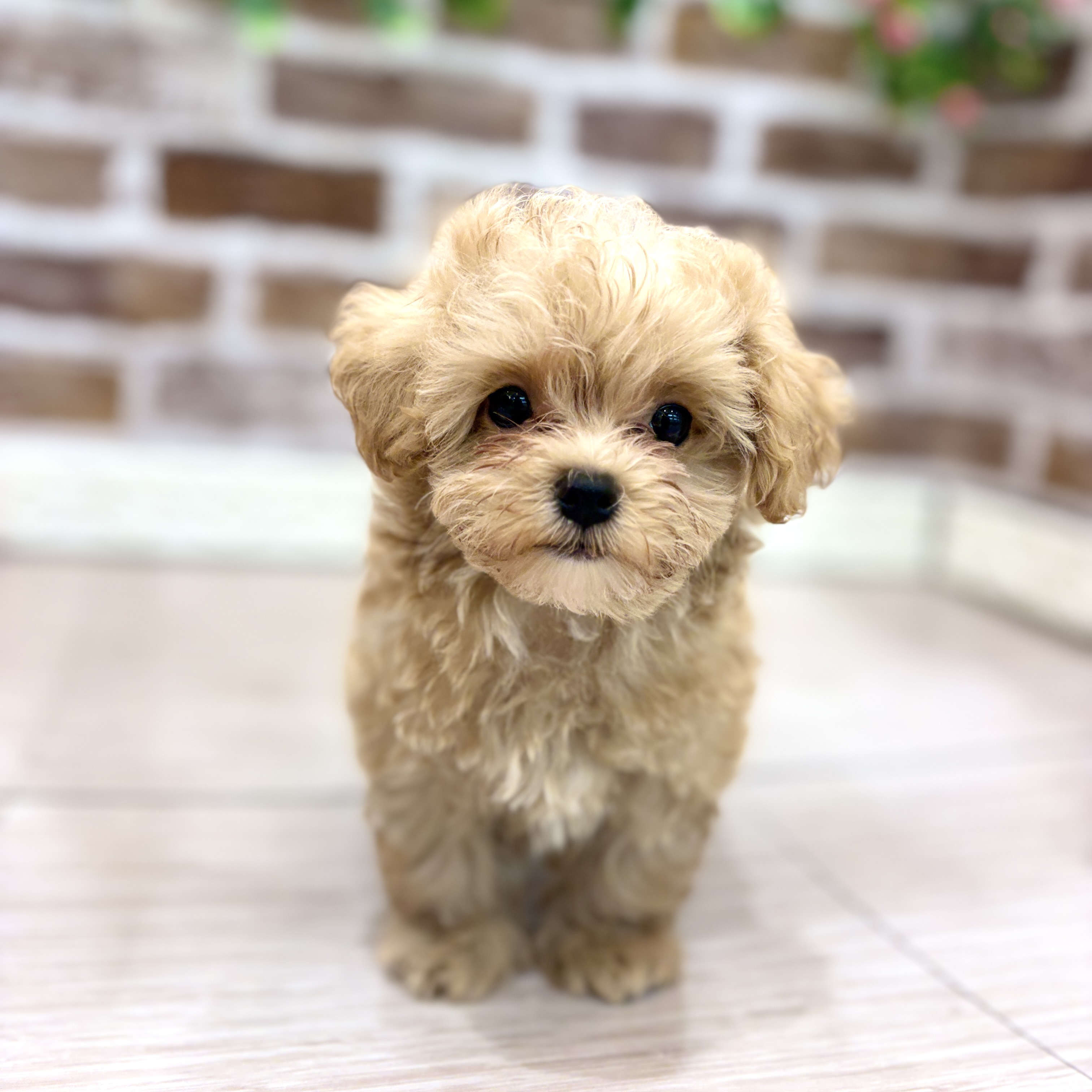 ハーフ犬男の子の写真