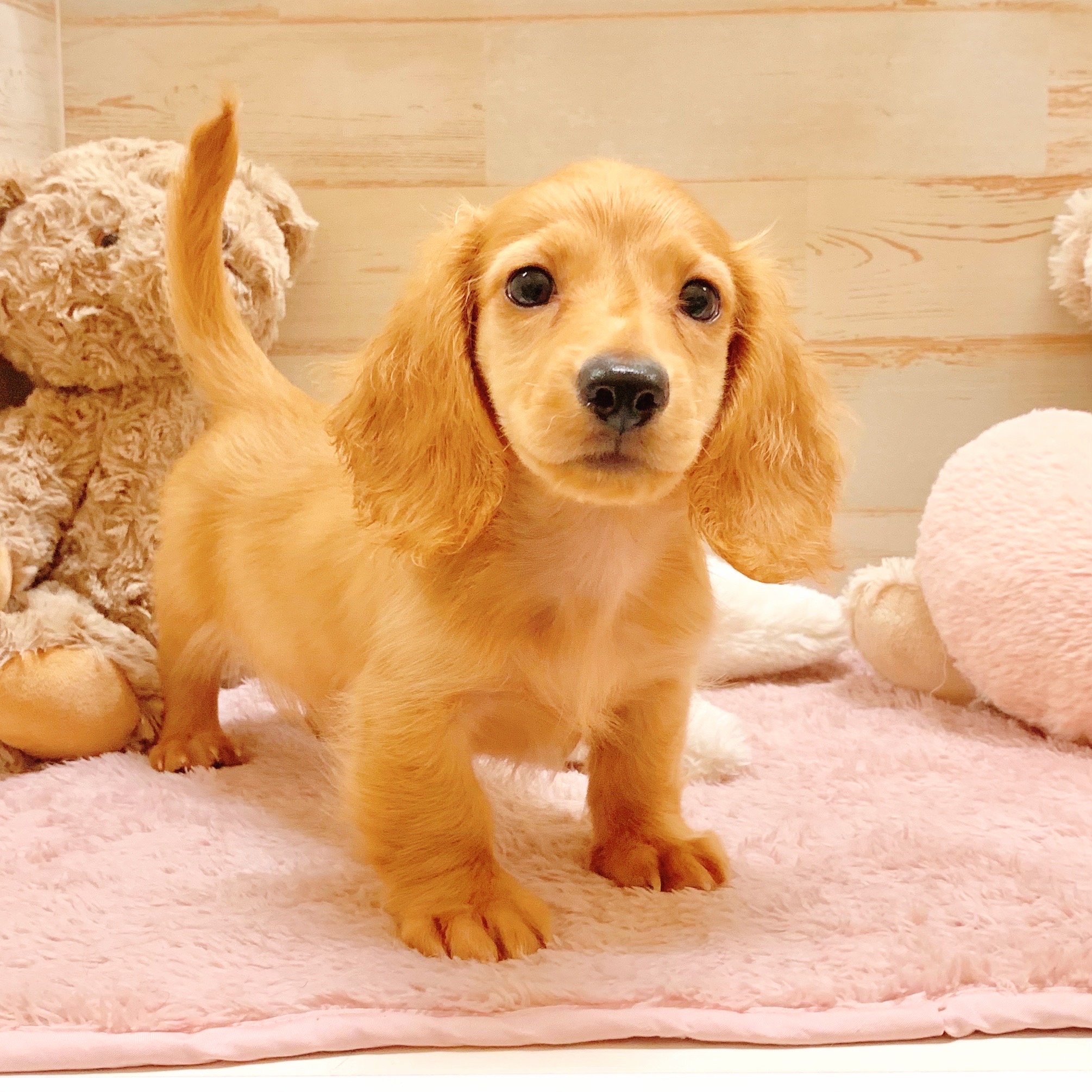 兵庫県のミニチュアダックスフンド(ロング) (犬の家＆猫の里神戸店/2025年7月3日生まれ/男の子/ゴールド)の子犬の1枚目の画像