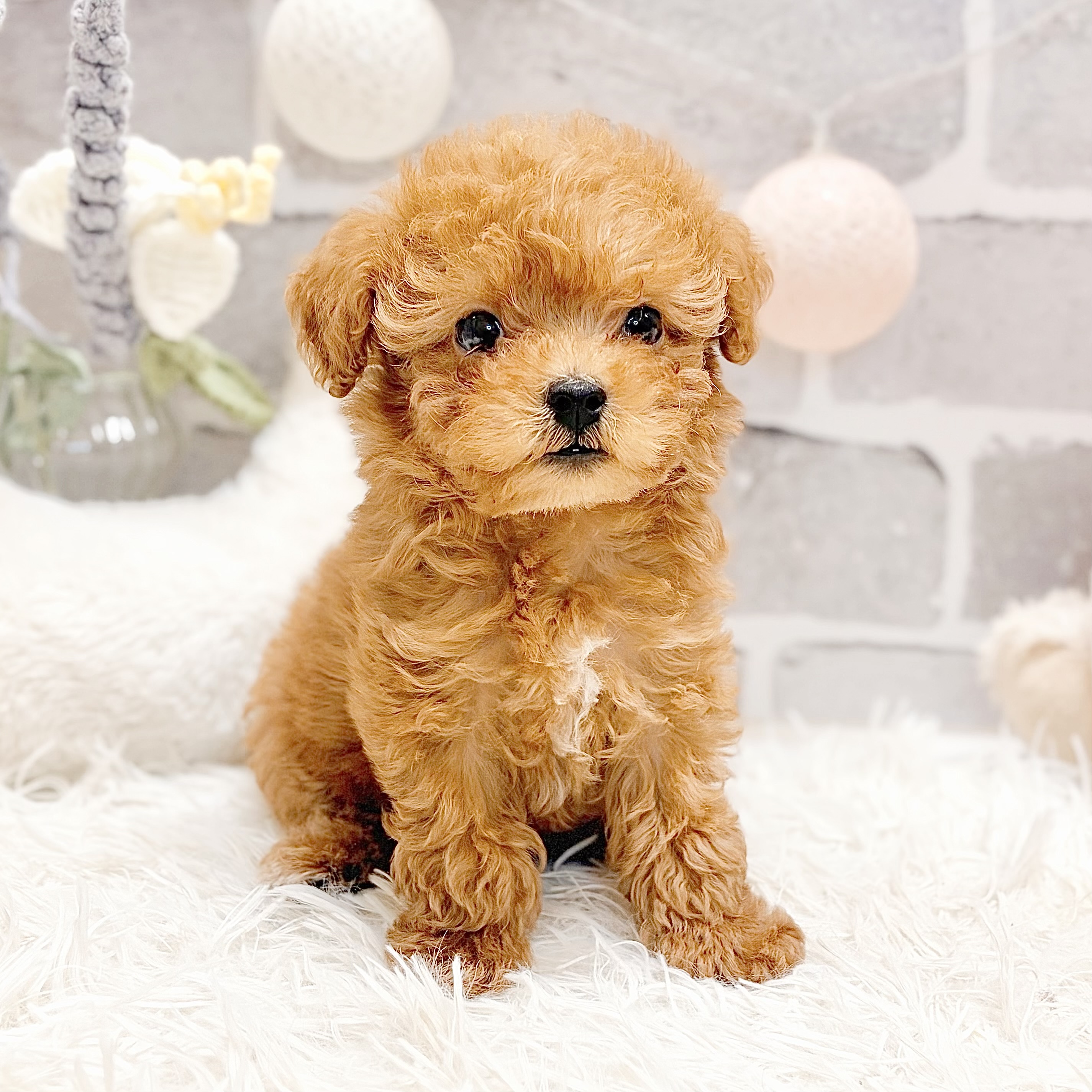 兵庫県のトイプードル(ティーカップ) (犬の家＆猫の里神戸店/2026年7月16日生まれ/女の子/レッドフォーン)の子犬の1枚目の画像