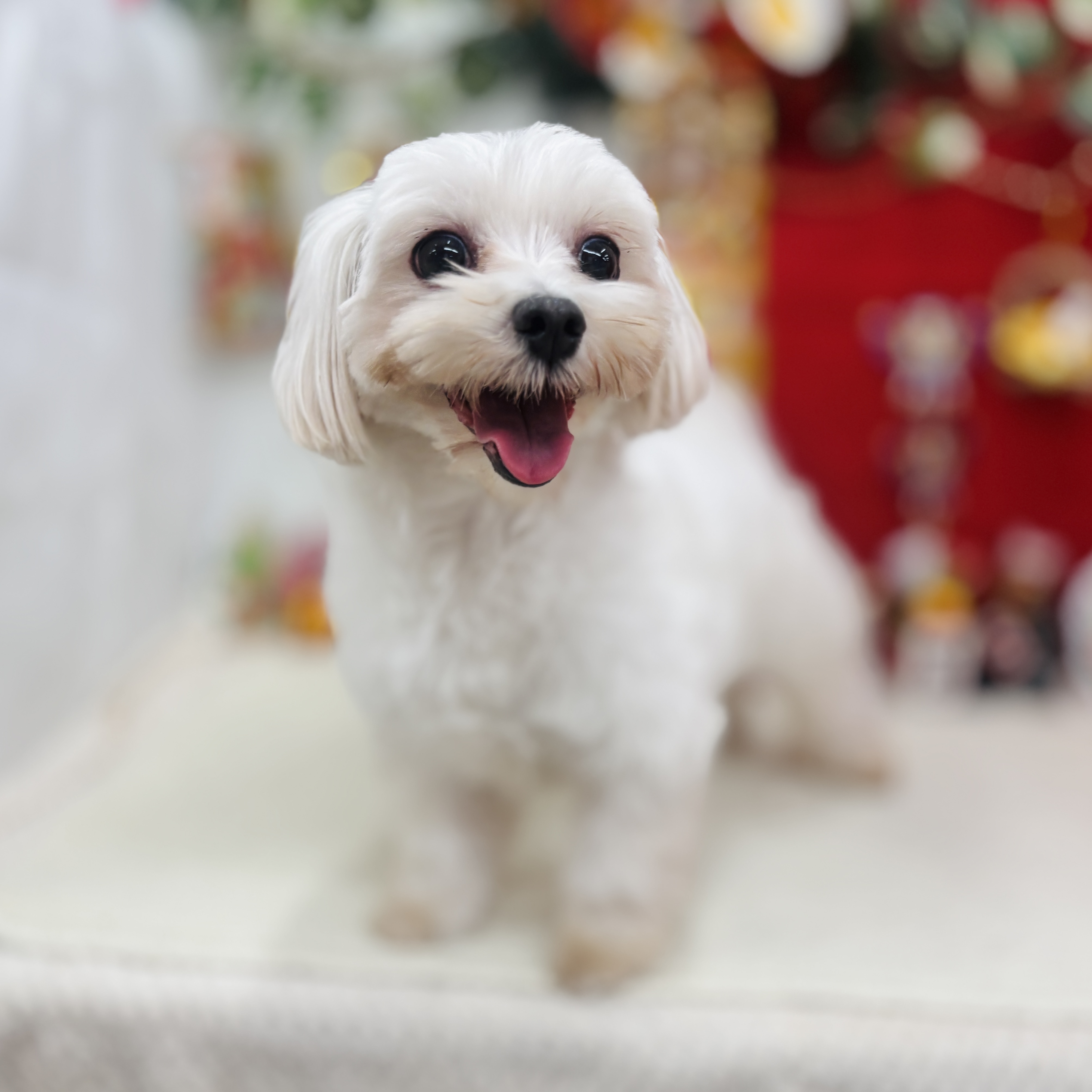 マルチーズ女の子の写真