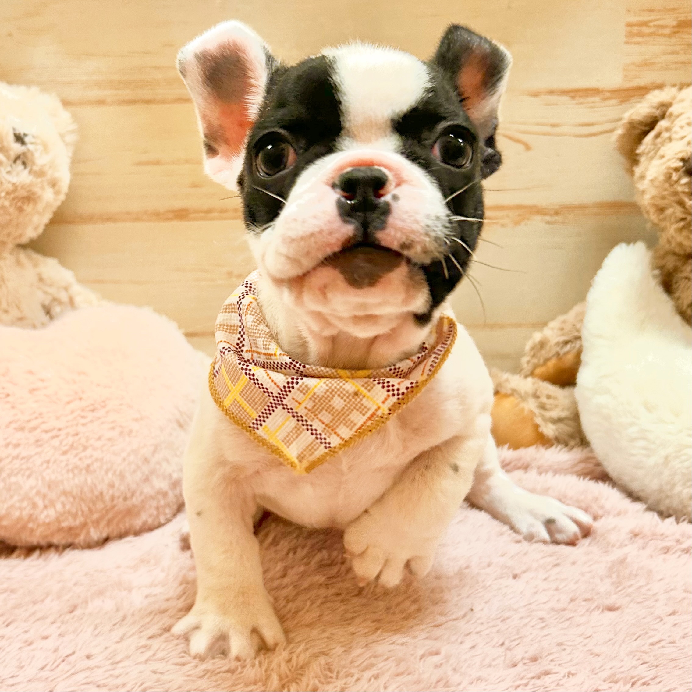 兵庫県のフレンチブルドッグ (犬の家＆猫の里神戸店/2025年12月20日生まれ/男の子/パイド)の子犬の1枚目の画像