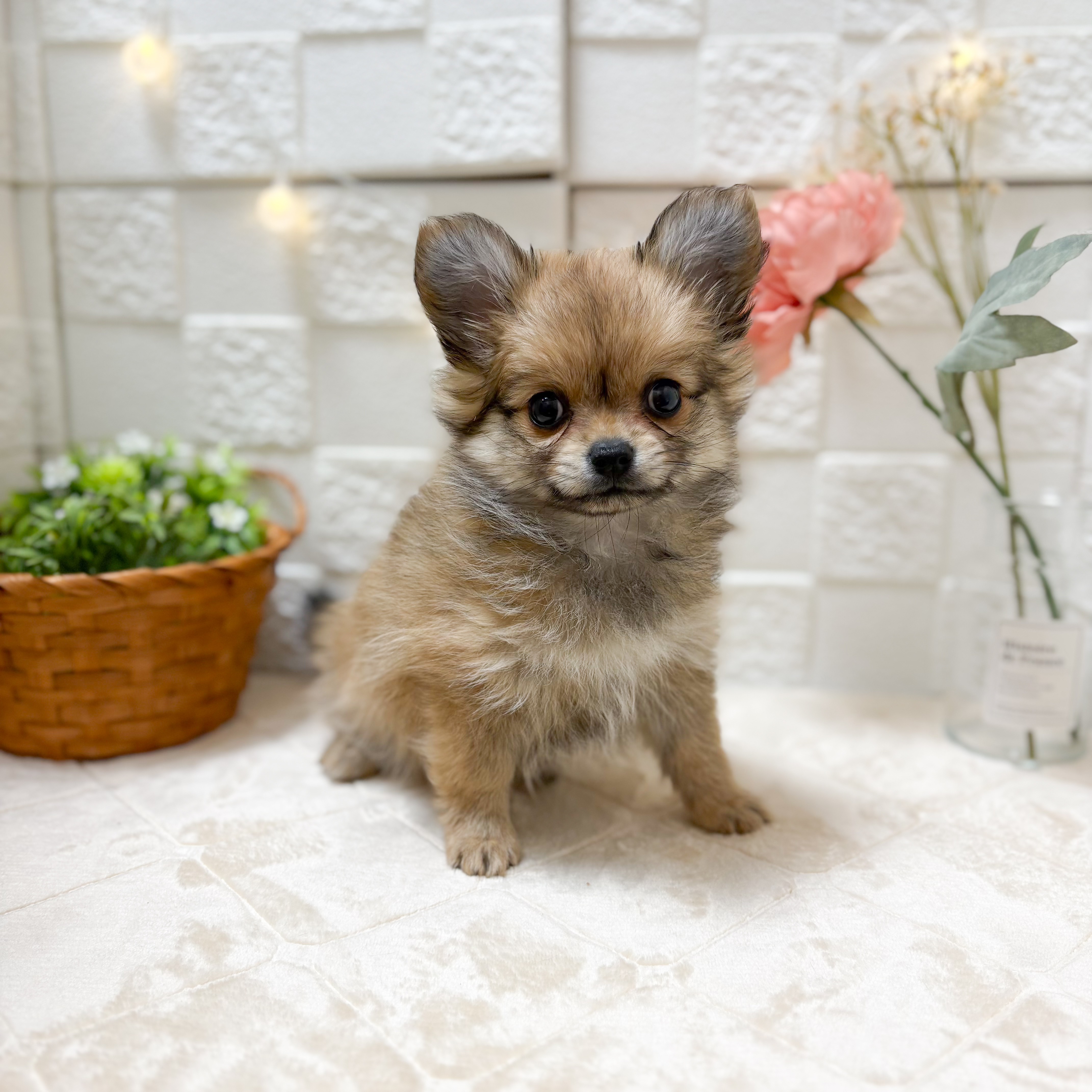 東京都のポメチワ/チワポメ/ポメチー(ポメラニアン×チワワ) (犬の家＆猫の里ペットフォレスト小平店/2026年1月23日生まれ/女の子/オレンジ)の子犬の1枚目の画像