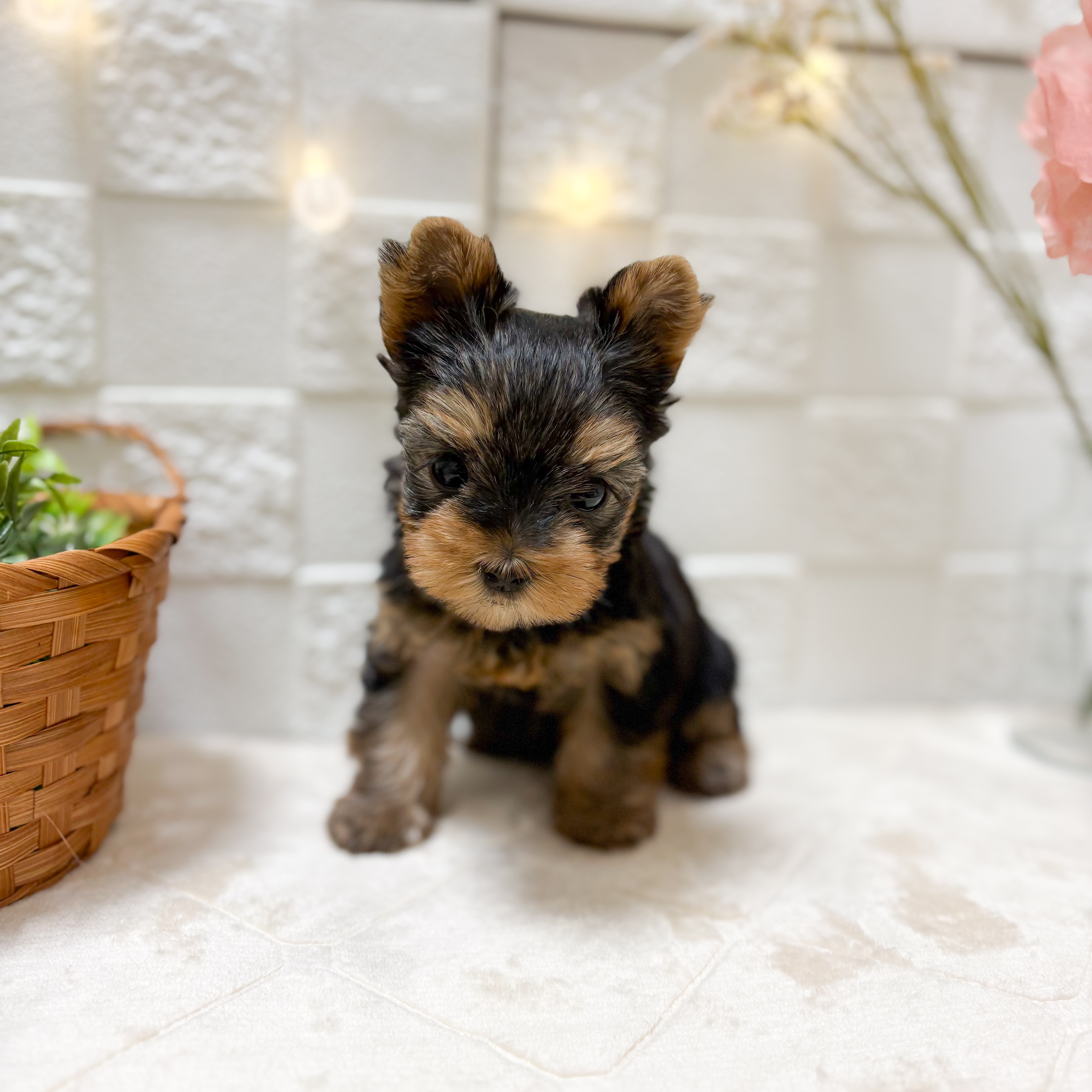 東京都のヨークシャーテリア (犬の家＆猫の里ペットフォレスト小平店/2026年1月26日生まれ/女の子/スチールブルータン)の子犬の1枚目の画像