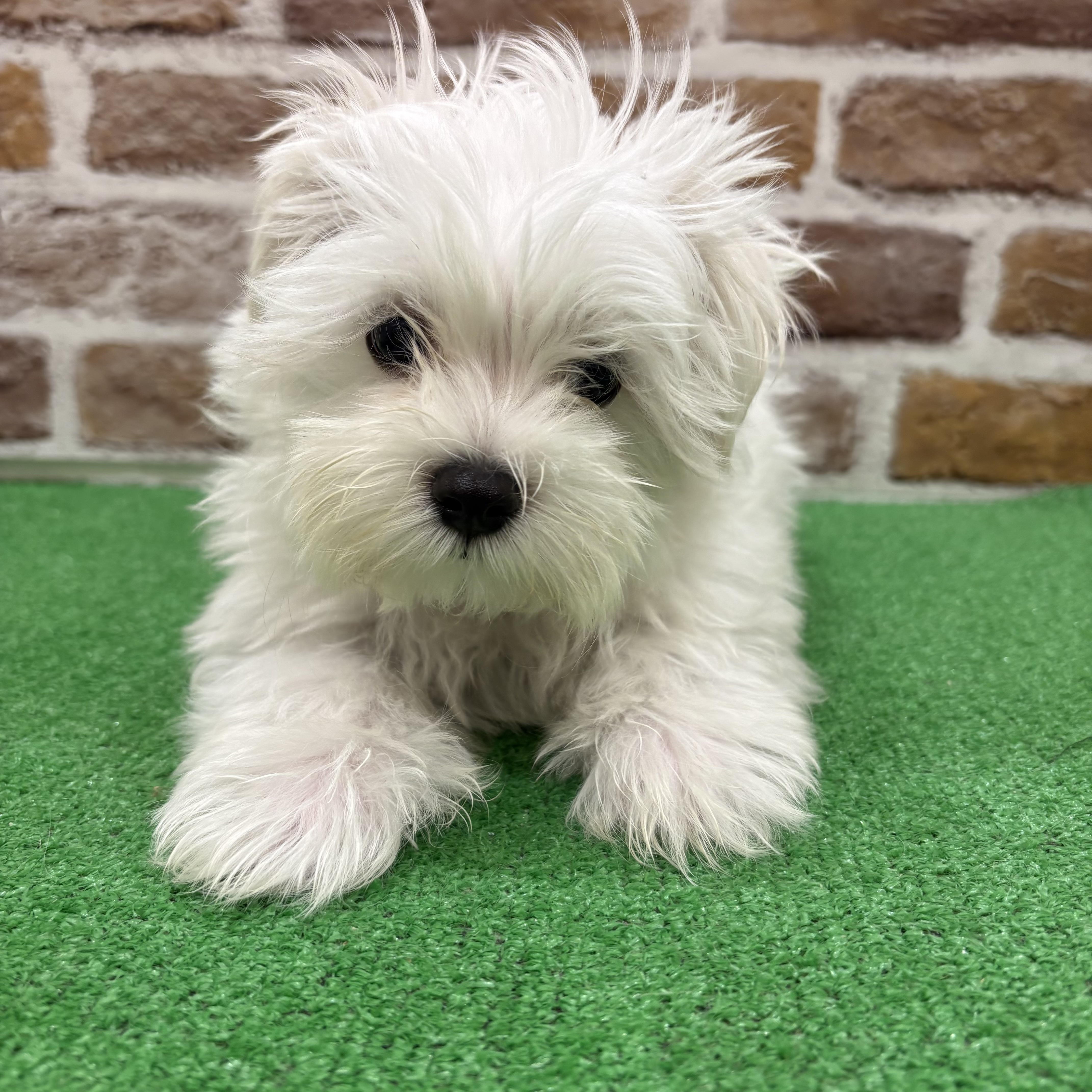 三重県のマルチーズ (犬の家＆猫の里三重桑名店/2025年8月26日生まれ/男の子/ホワイト)の子犬の1枚目の画像