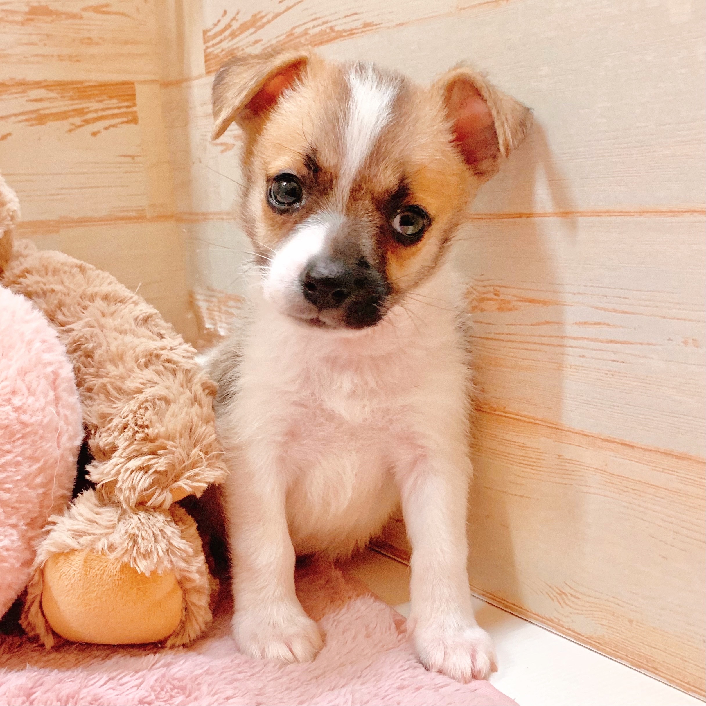 兵庫県のハーフ犬・ミックス犬 (犬の家＆猫の里神戸店/2025年8月8日生まれ/男の子/パーティーカラー)の子犬の1枚目の画像