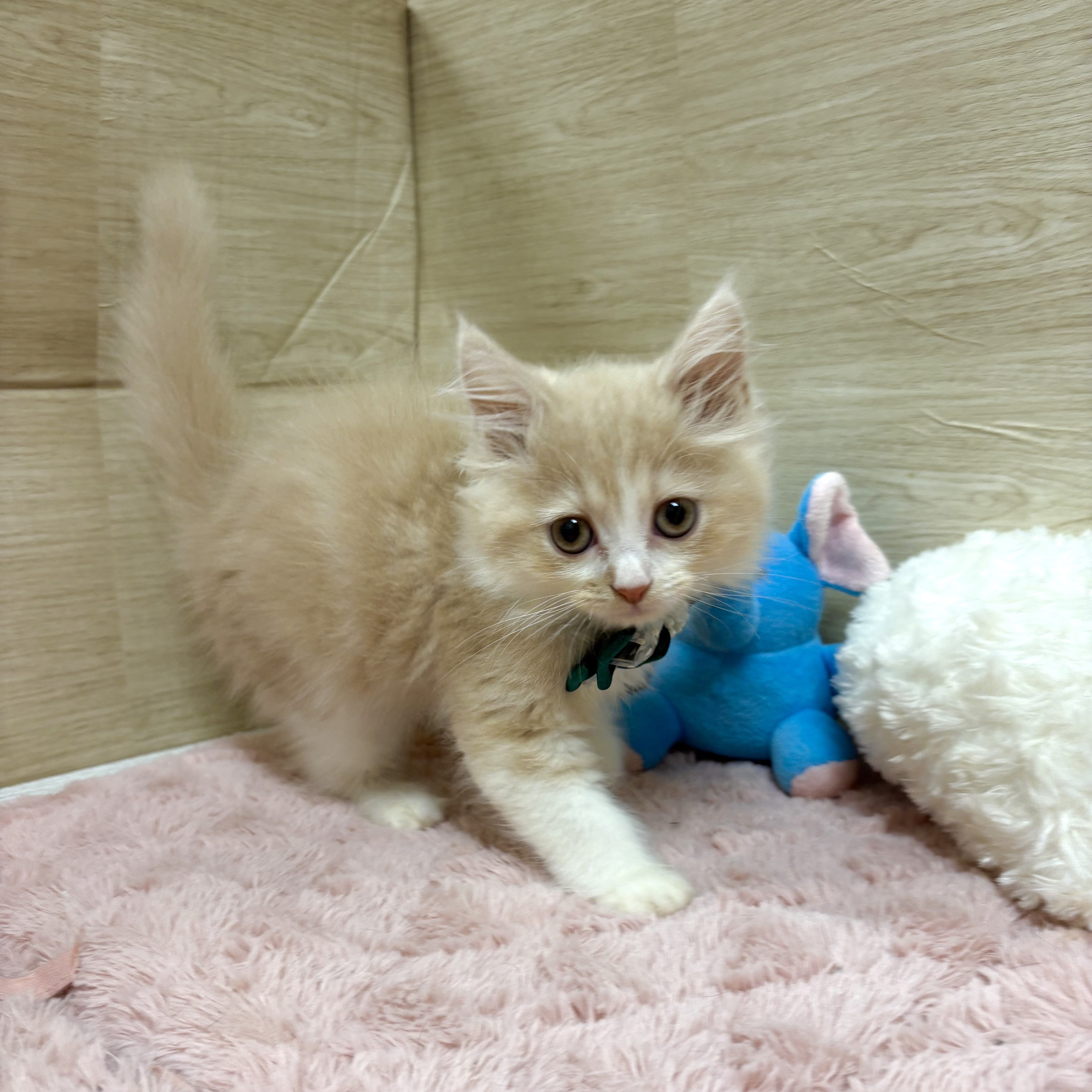 大阪府のスコティッシュフォールド (犬の家＆猫の里そよら東岸和田店/2025年5月29日生まれ/男の子/クリームホワイト)の子猫の1枚目の画像