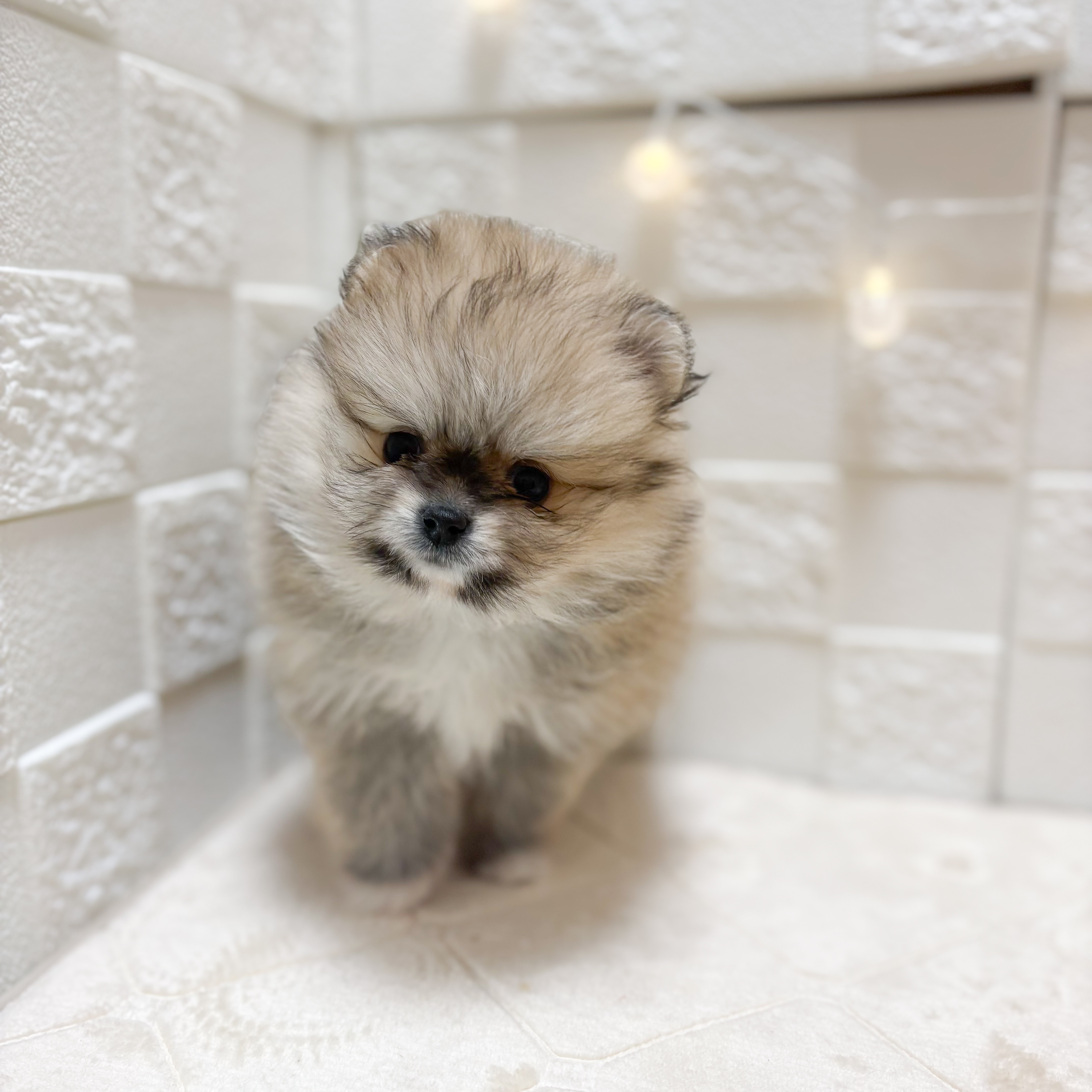 東京都のポメラニアン (犬の家＆猫の里ペットフォレスト小平店/2026年2月10日生まれ/女の子/ウルフセーブル)の子犬の1枚目の画像