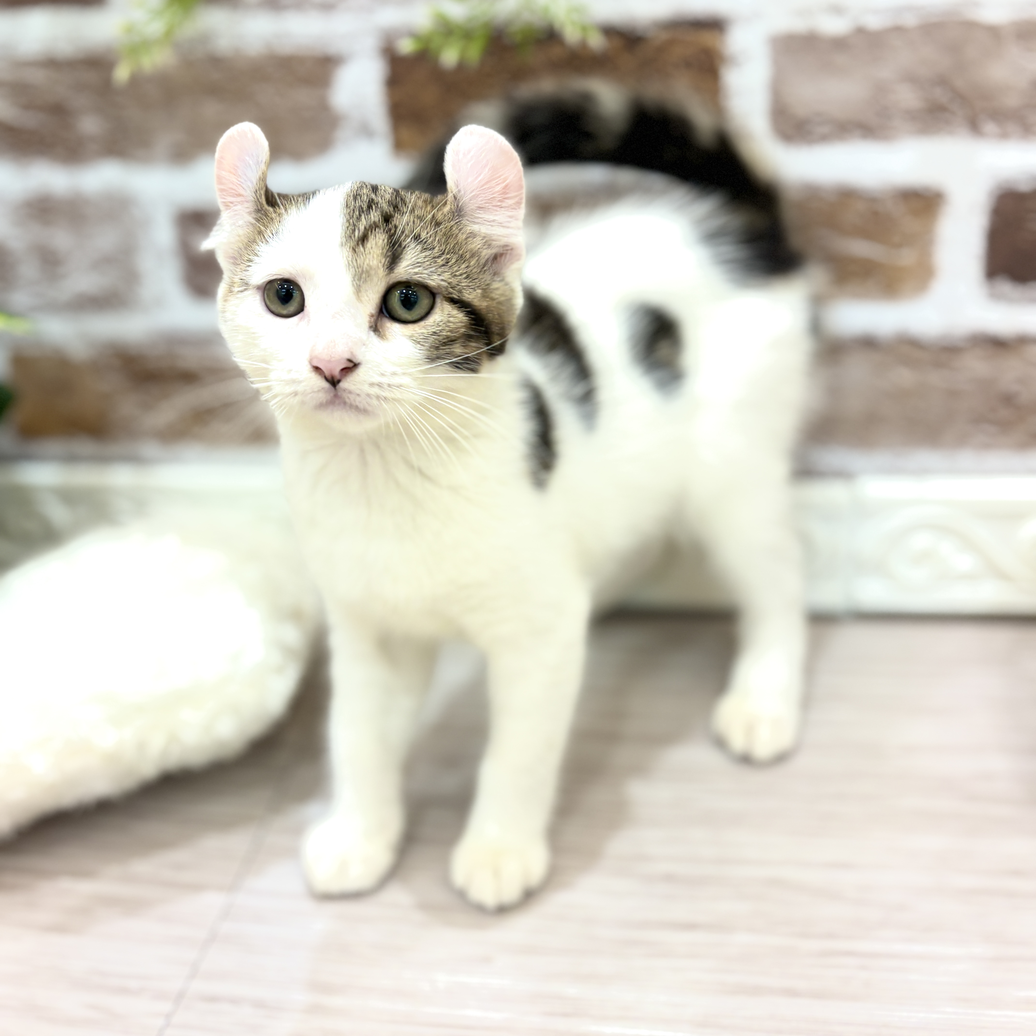 三重県のアメリカンカール (犬の家＆猫の里三重桑名店/2026年4月14日生まれ/男の子/ブラウンタビーホワイト)の子猫の1枚目の画像