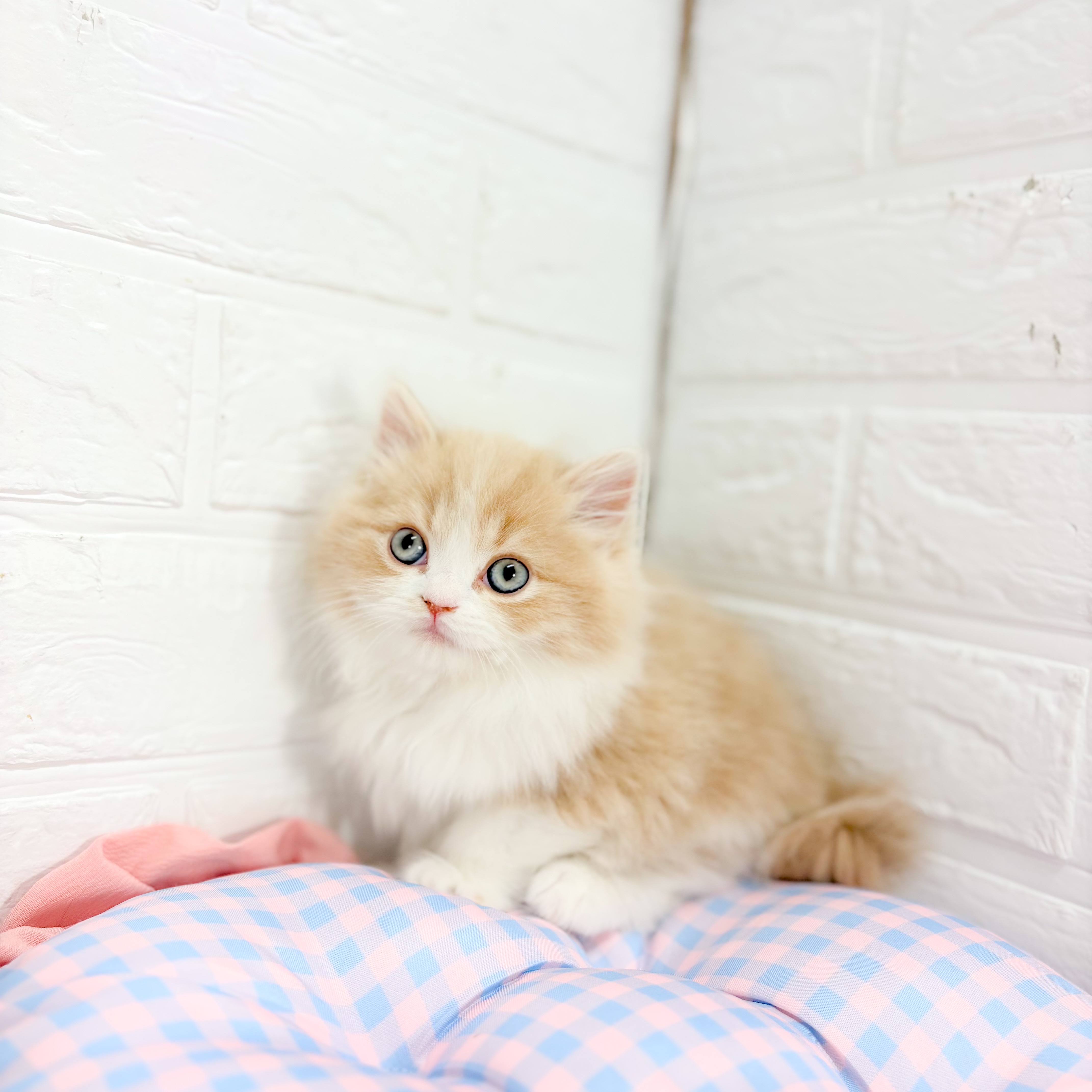 神奈川県のスコティッシュフォールド (犬の家＆猫の里元住吉ブレーメン通り店/2025年10月7日生まれ/男の子/クリームタビーホワイト)の子猫の1枚目の画像