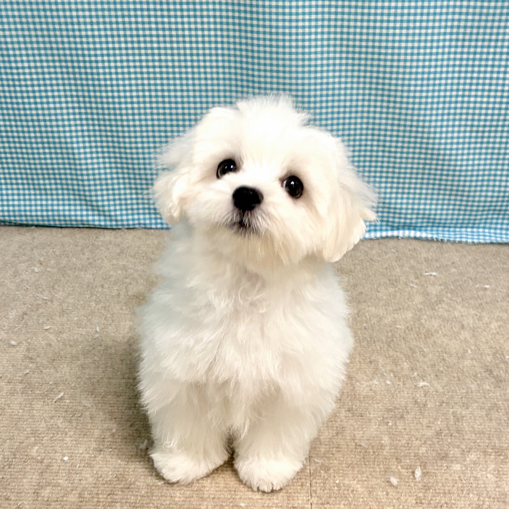 愛知県のマルチーズ (犬の家＆猫の里一宮店/2026年7月19日生まれ/男の子/ホワイト)の子犬の1枚目の画像