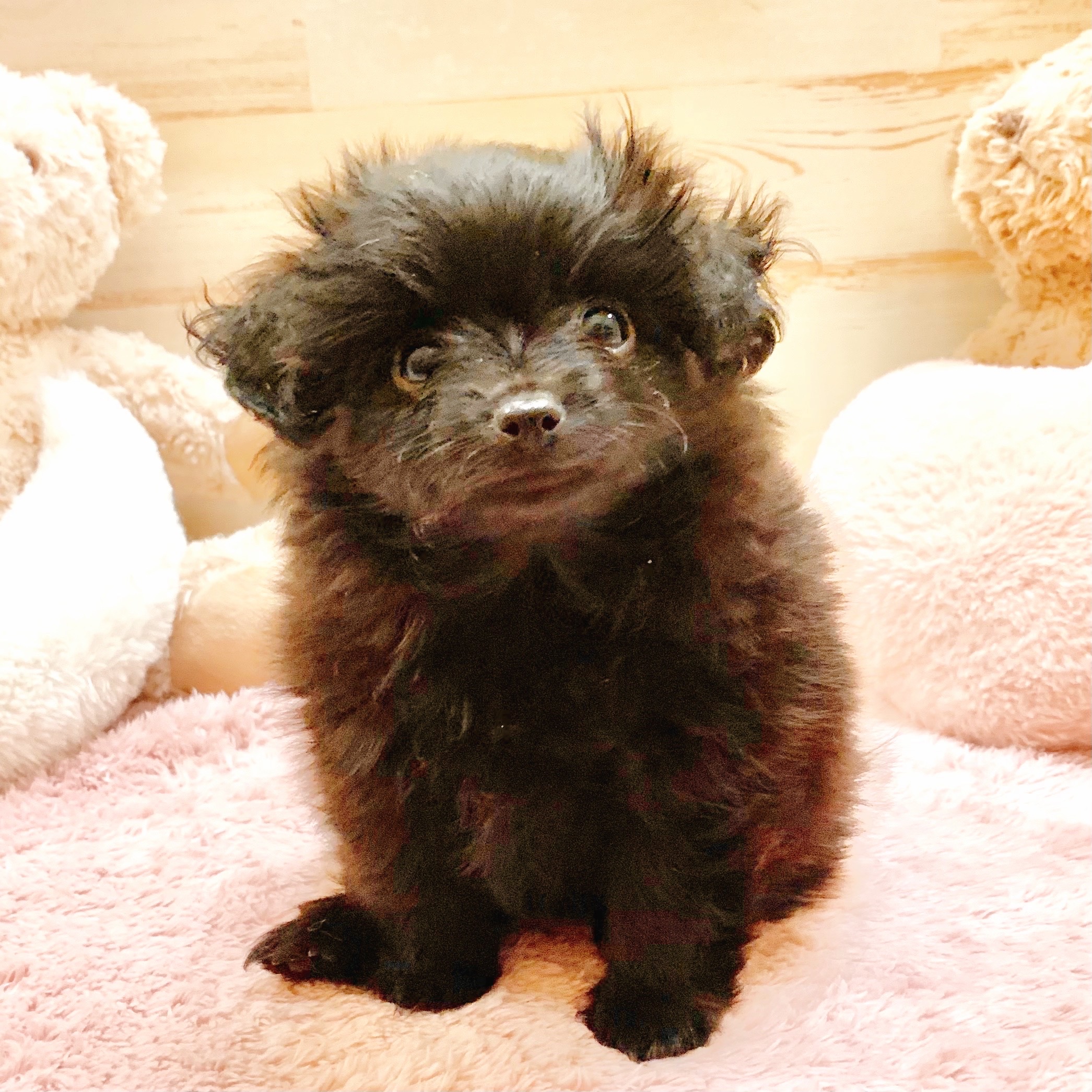 兵庫県のポメプー(ポメラニアン×プードル) (犬の家＆猫の里神戸店/2025年9月14日生まれ/女の子/ブラック)の子犬の1枚目の画像