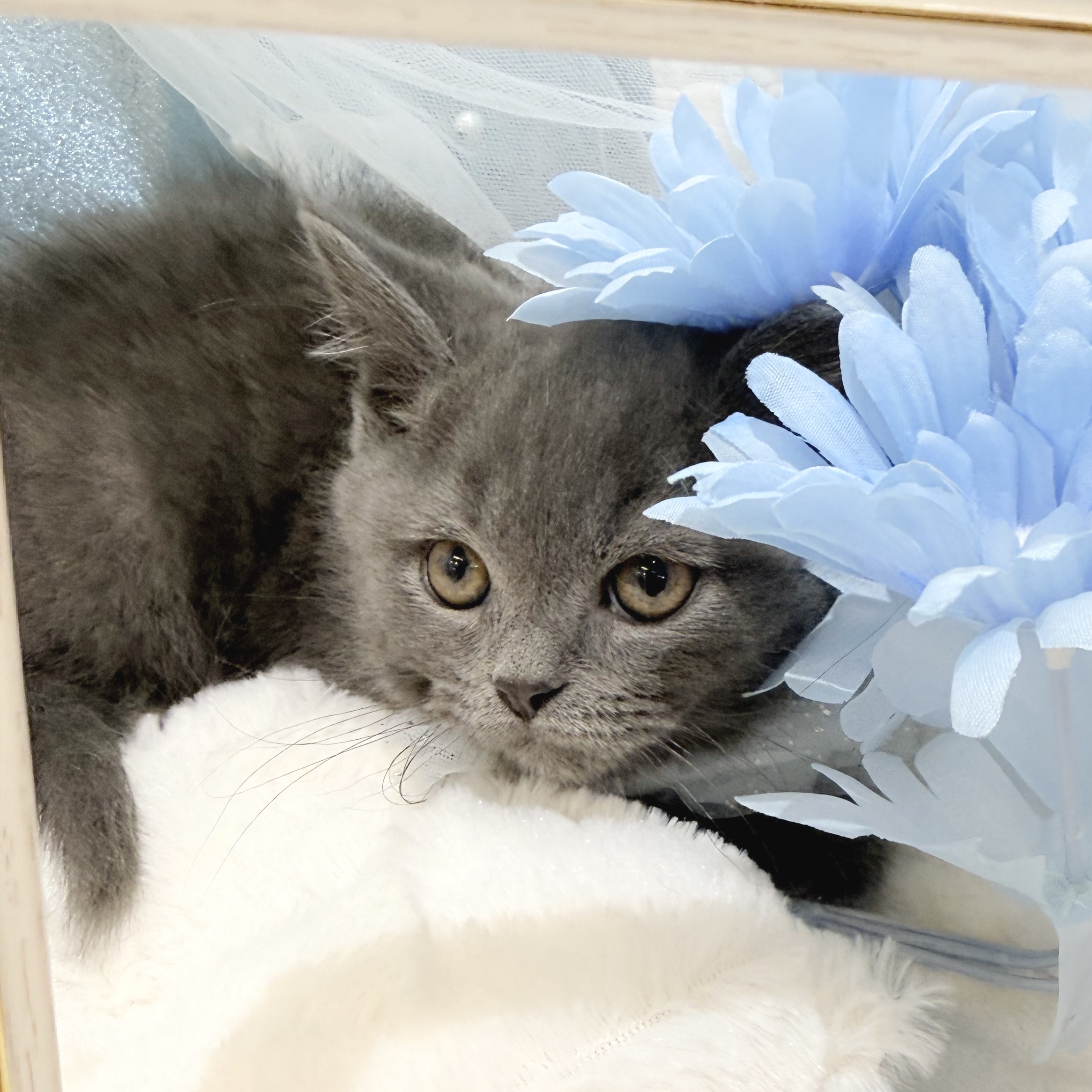 静岡県のブリティッシュショートヘアー (犬の家＆猫の里富士店/2026年1月11日生まれ/男の子/ブルーホワイト)の子猫の1枚目の画像