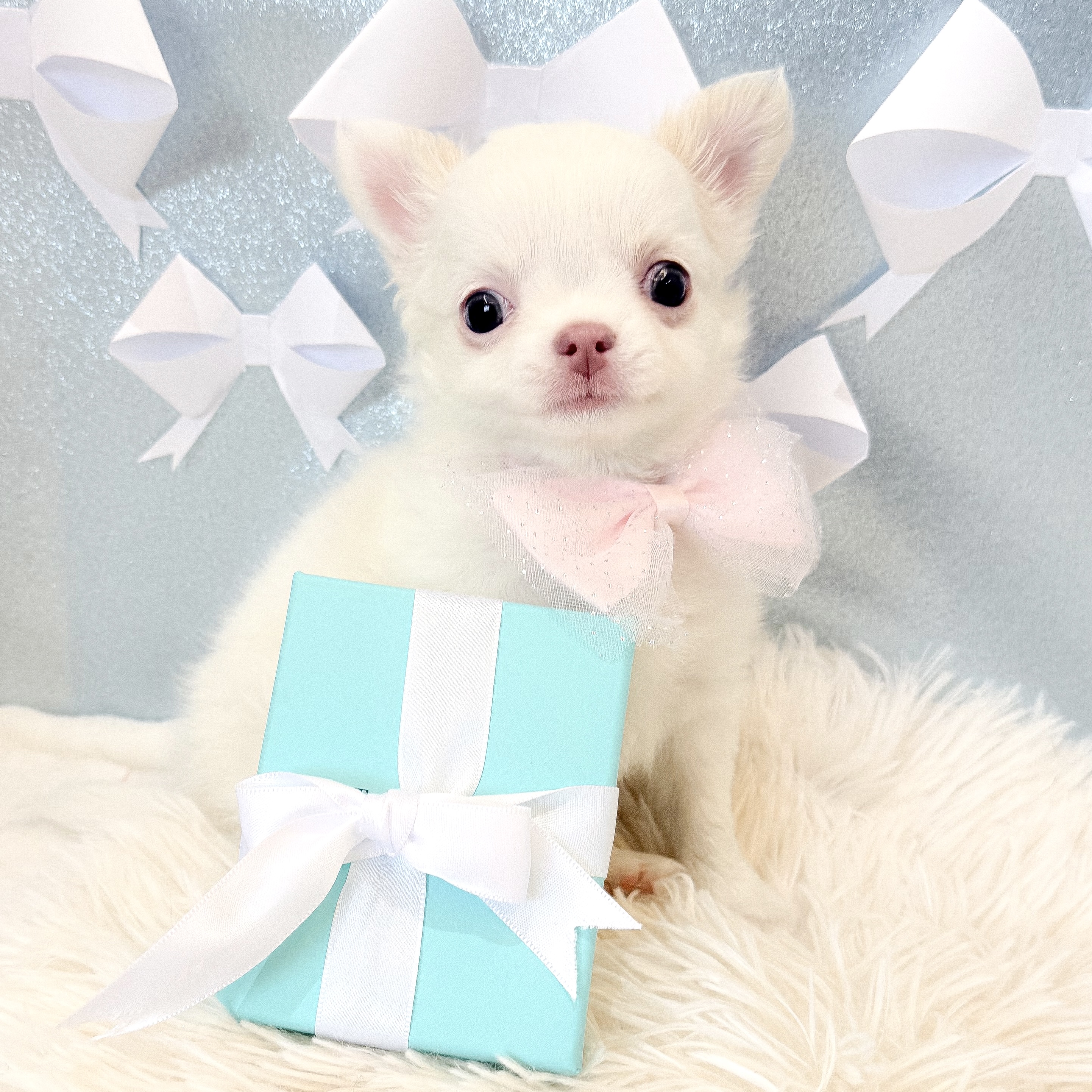 静岡県のチワワ(ロング) (犬の家＆猫の里富士店/2026年1月20日生まれ/女の子/ホワイトクリーム)の子犬の1枚目の画像