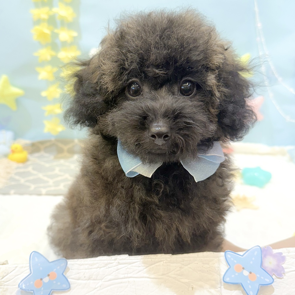 静岡県のトイプードル(トイ) (犬の家＆猫の里富士店/2025年4月1日生まれ/男の子/ブリンドル)の子犬の1枚目の画像